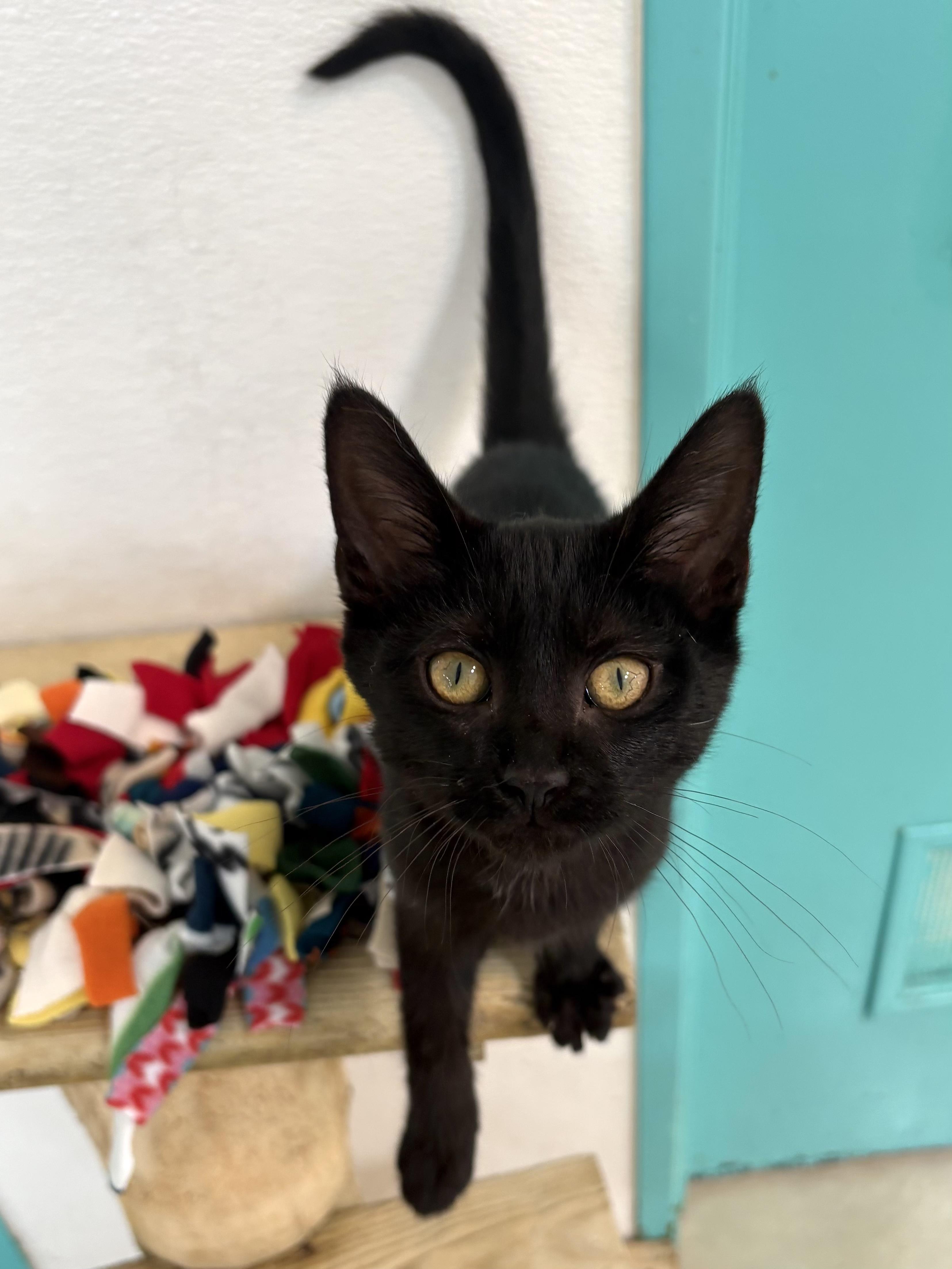 Enlarge Giana, a Adoptable Domestic Short Hair in Chicago, IL image 5/6