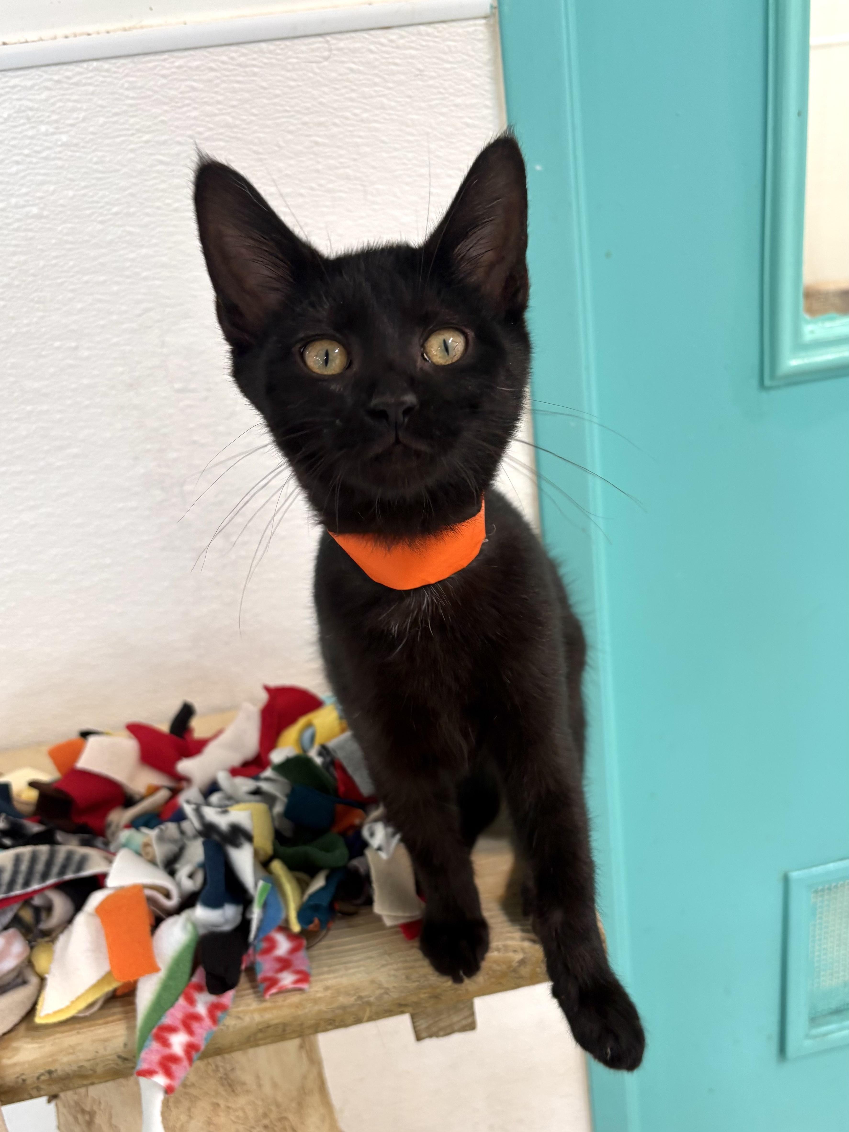 Enlarge Giana, a Adoptable Domestic Short Hair in Chicago, IL image 6/6