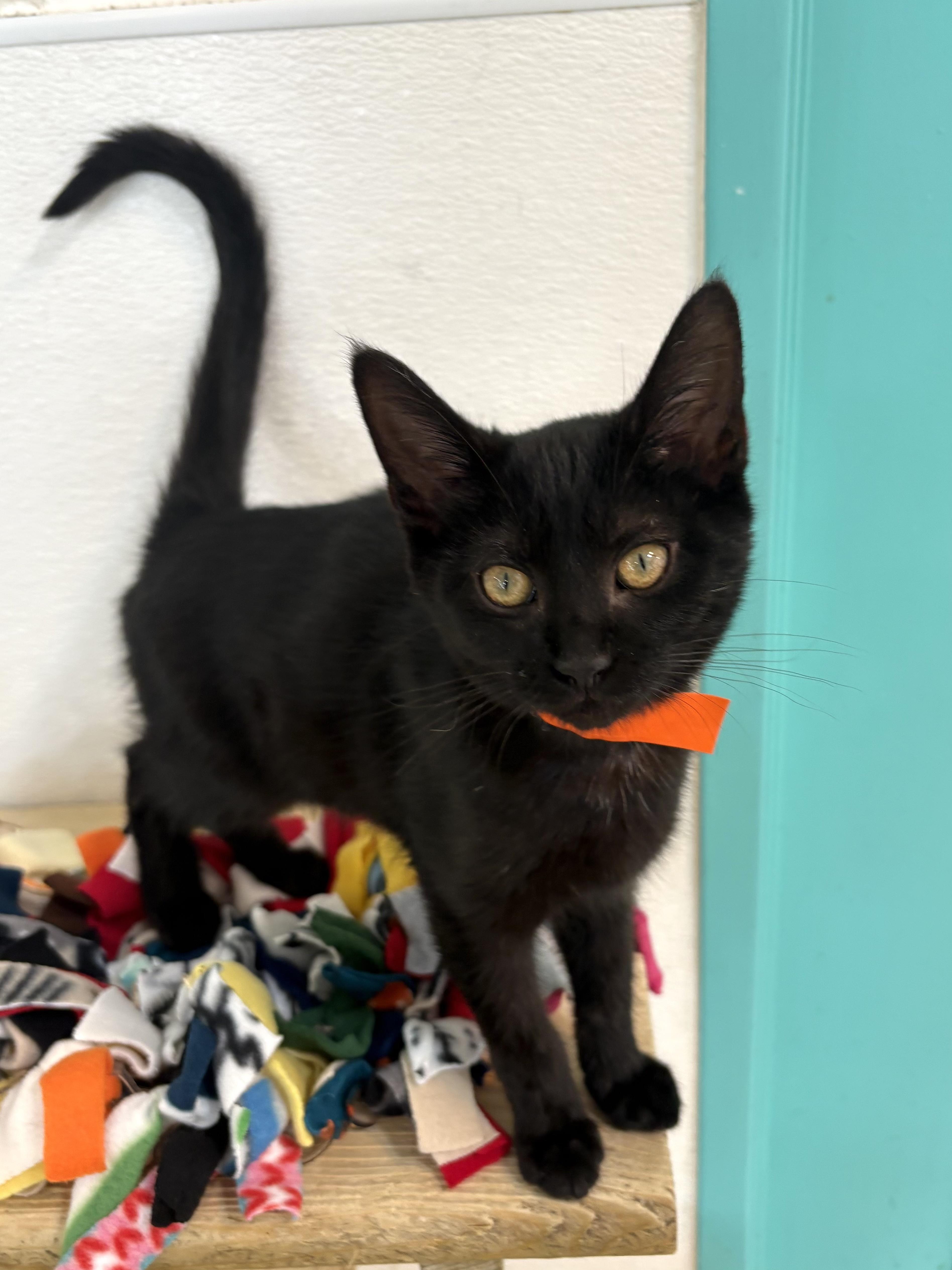 Enlarge Giana, a Adoptable Domestic Short Hair in Chicago, IL image 4/6