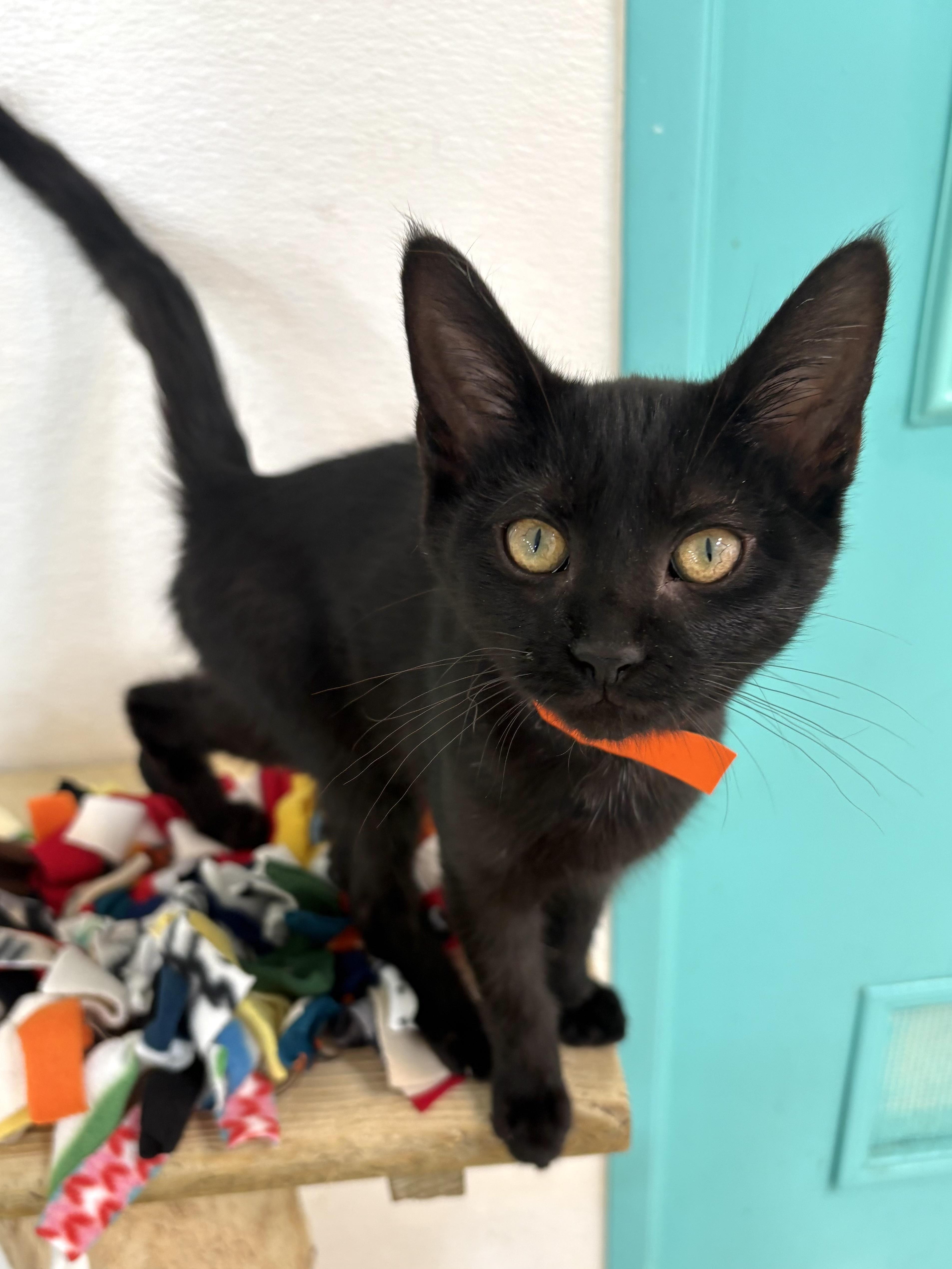 Enlarge Giana, a Adoptable Domestic Short Hair in Chicago, IL image 3/6
