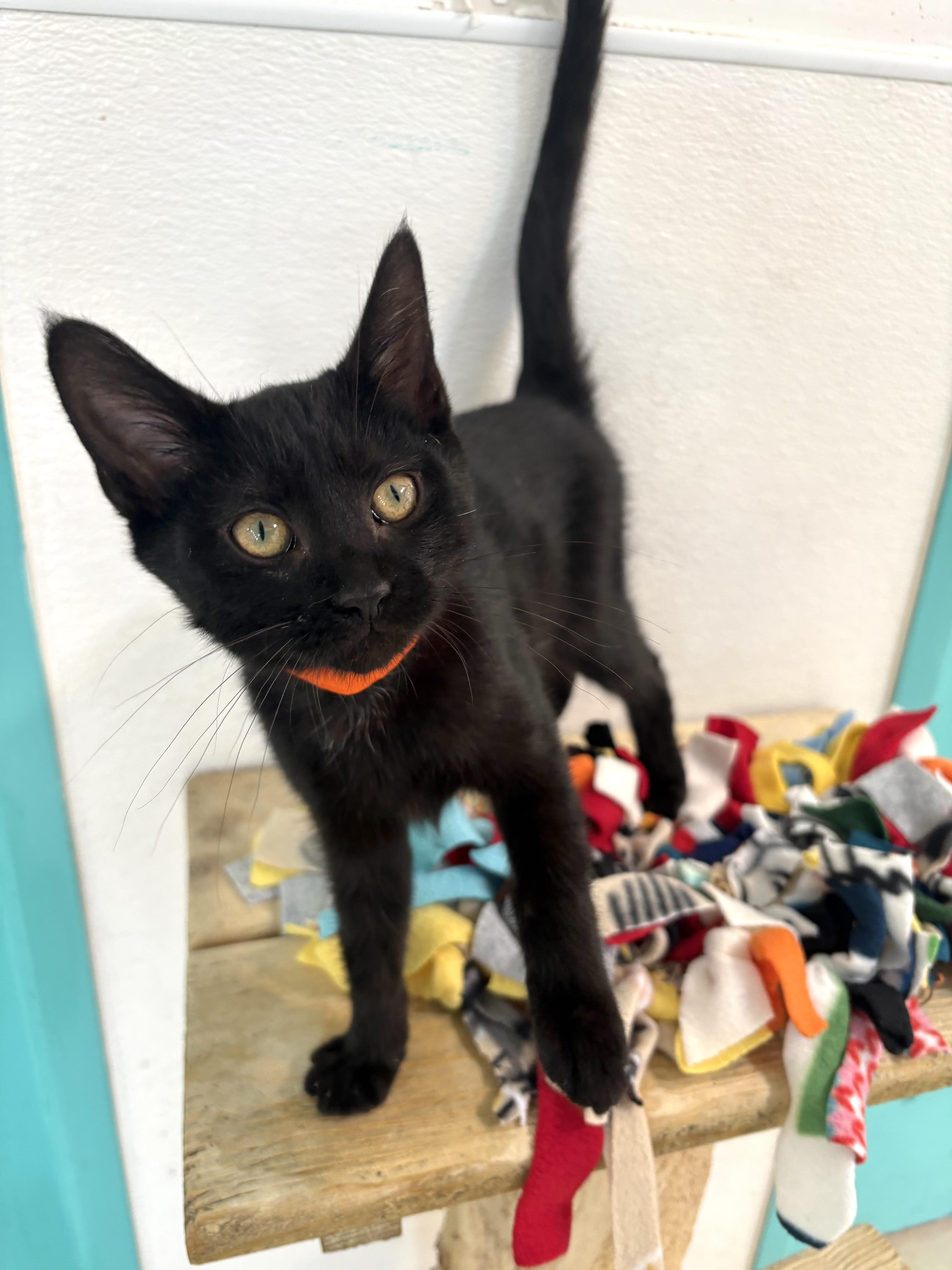 Enlarge Giana, a Adoptable Domestic Short Hair in Chicago, IL image 2/6