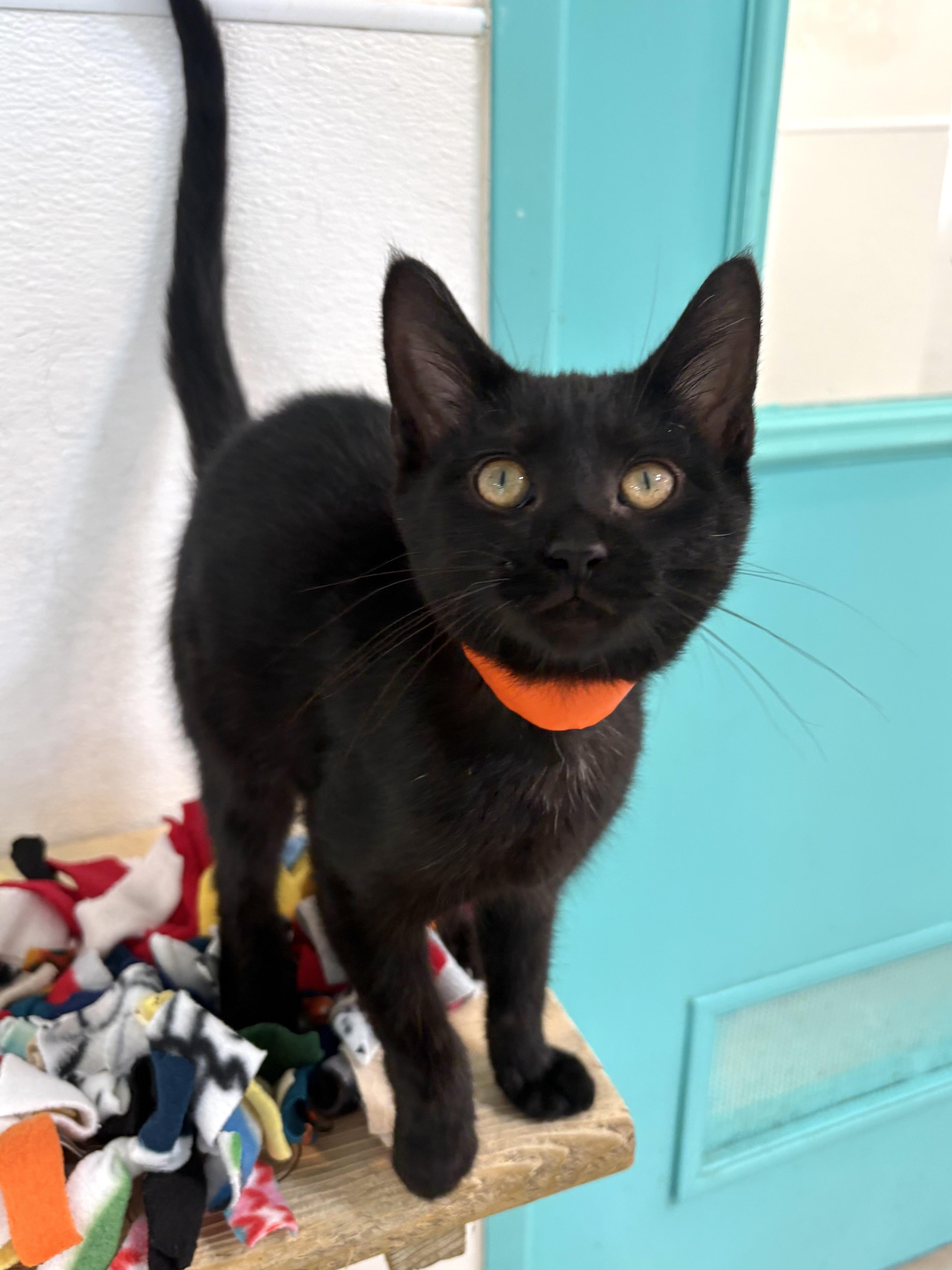 Enlarge Giana, a Adoptable Domestic Short Hair in Chicago, IL image 1/6