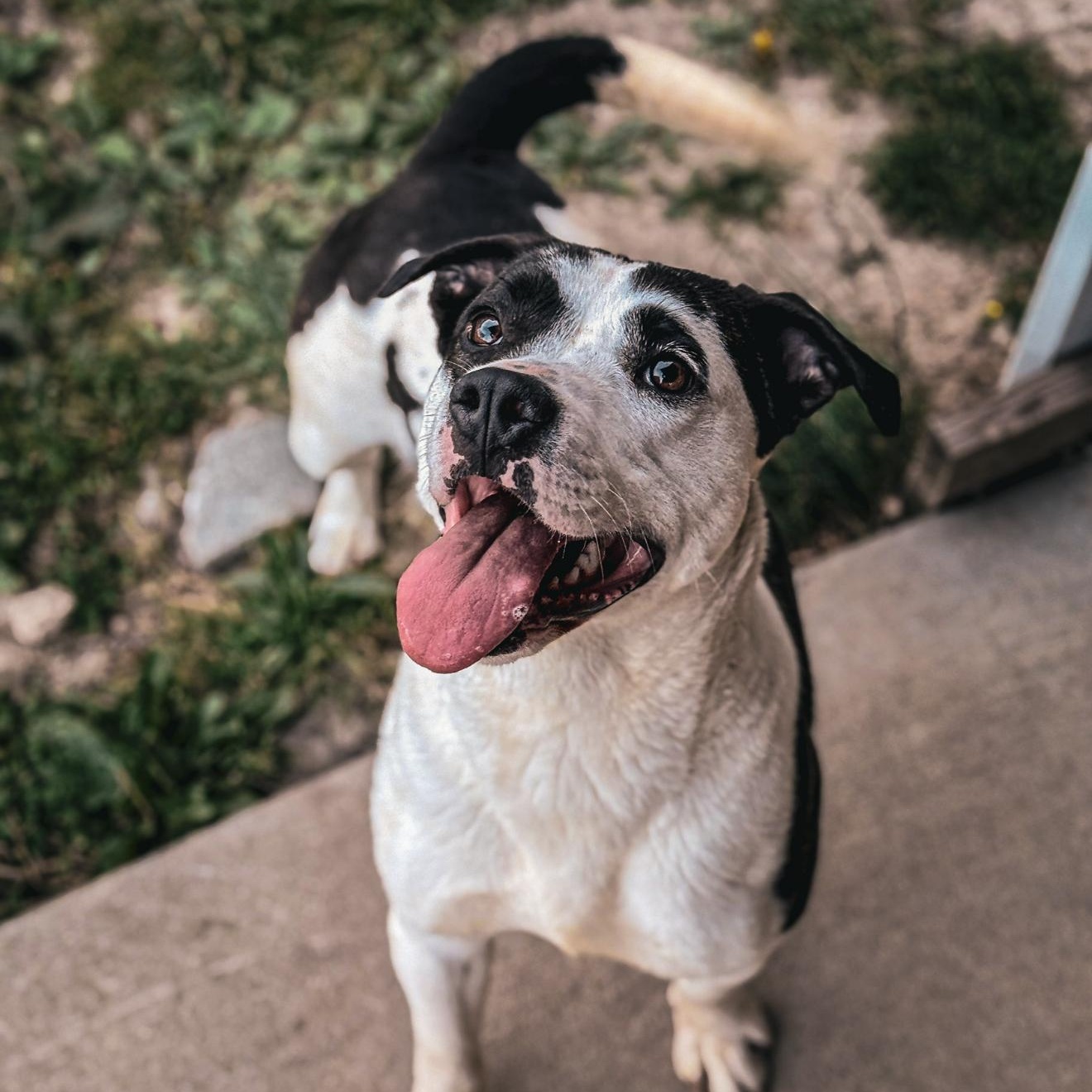 Moo moo, a Adoptable mixed breed in Junction City, KY image 1/6