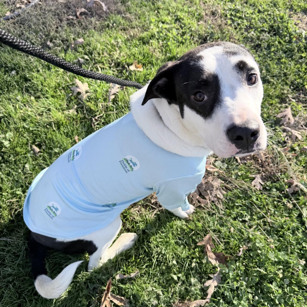 Moo moo, Adoptable, Young Male American Staffordshire Terrier.