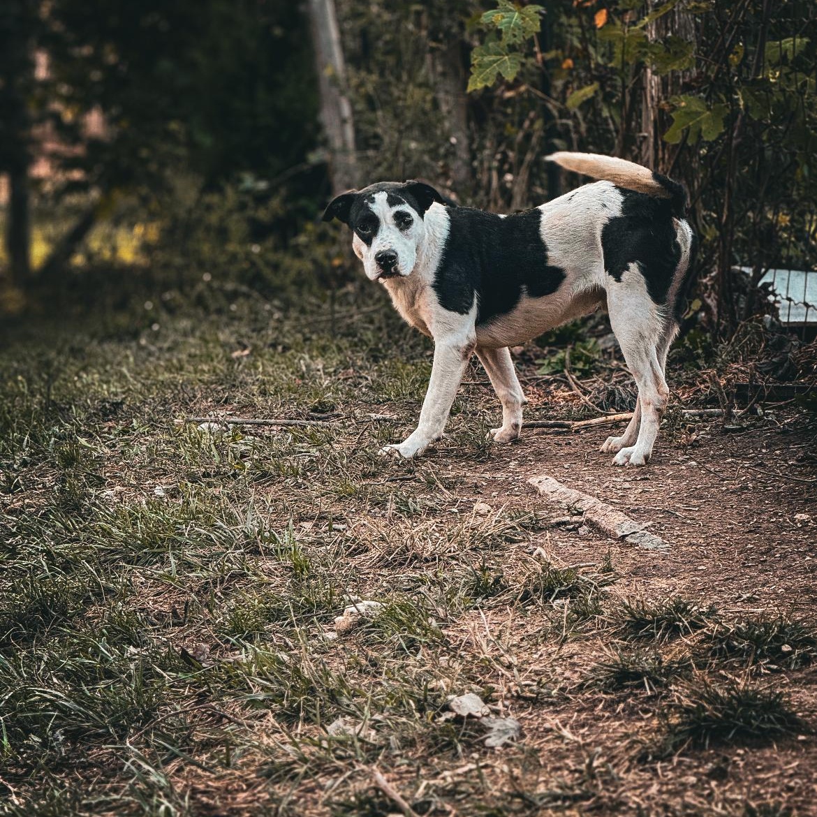 Moo moo, a Adoptable mixed breed in Junction City, KY image 4/5