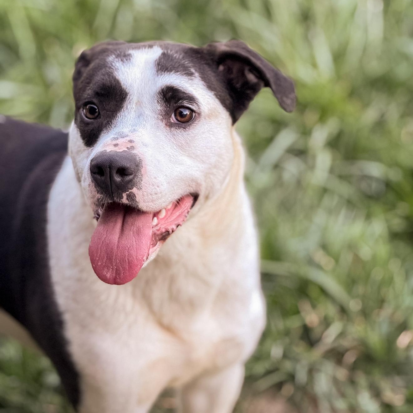 Moo moo, a Adoptable mixed breed in Junction City, KY image 6/6