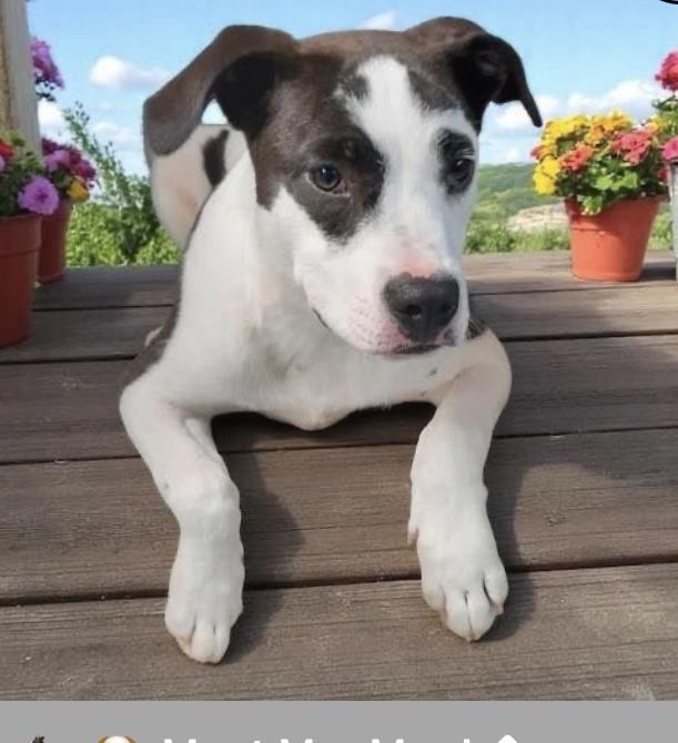 Moo moo, Young Male American Staffordshire Terrier