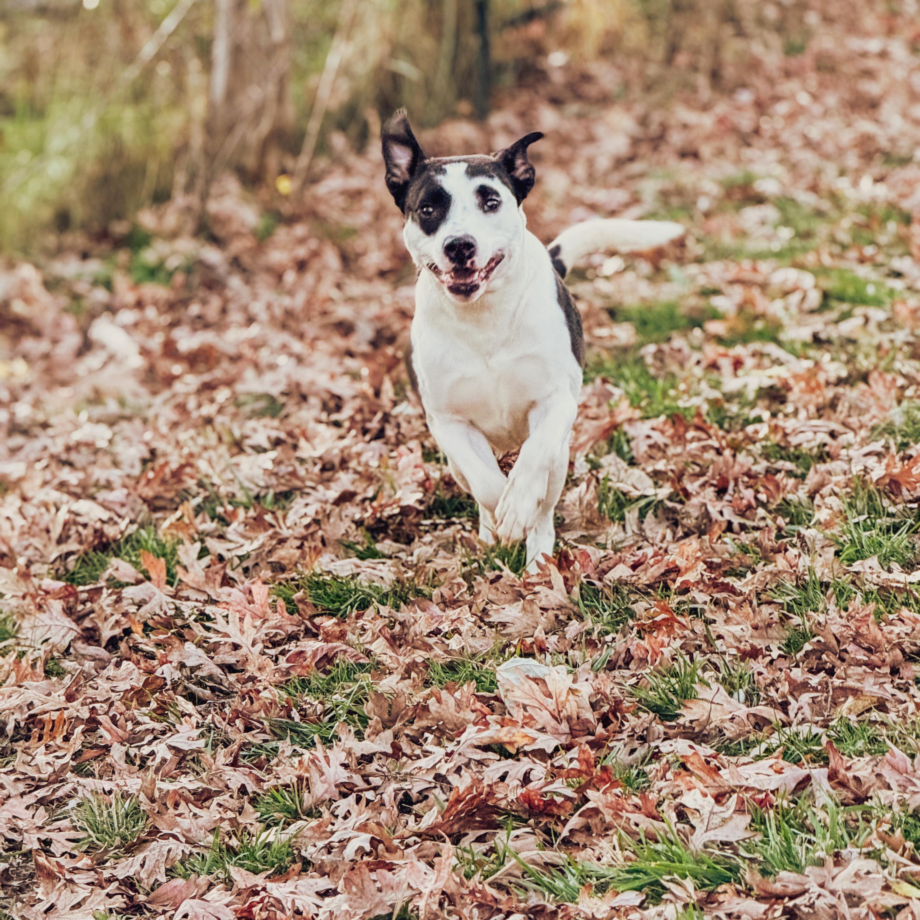 Moo moo, a Adoptable mixed breed in Junction City, KY image 1/5