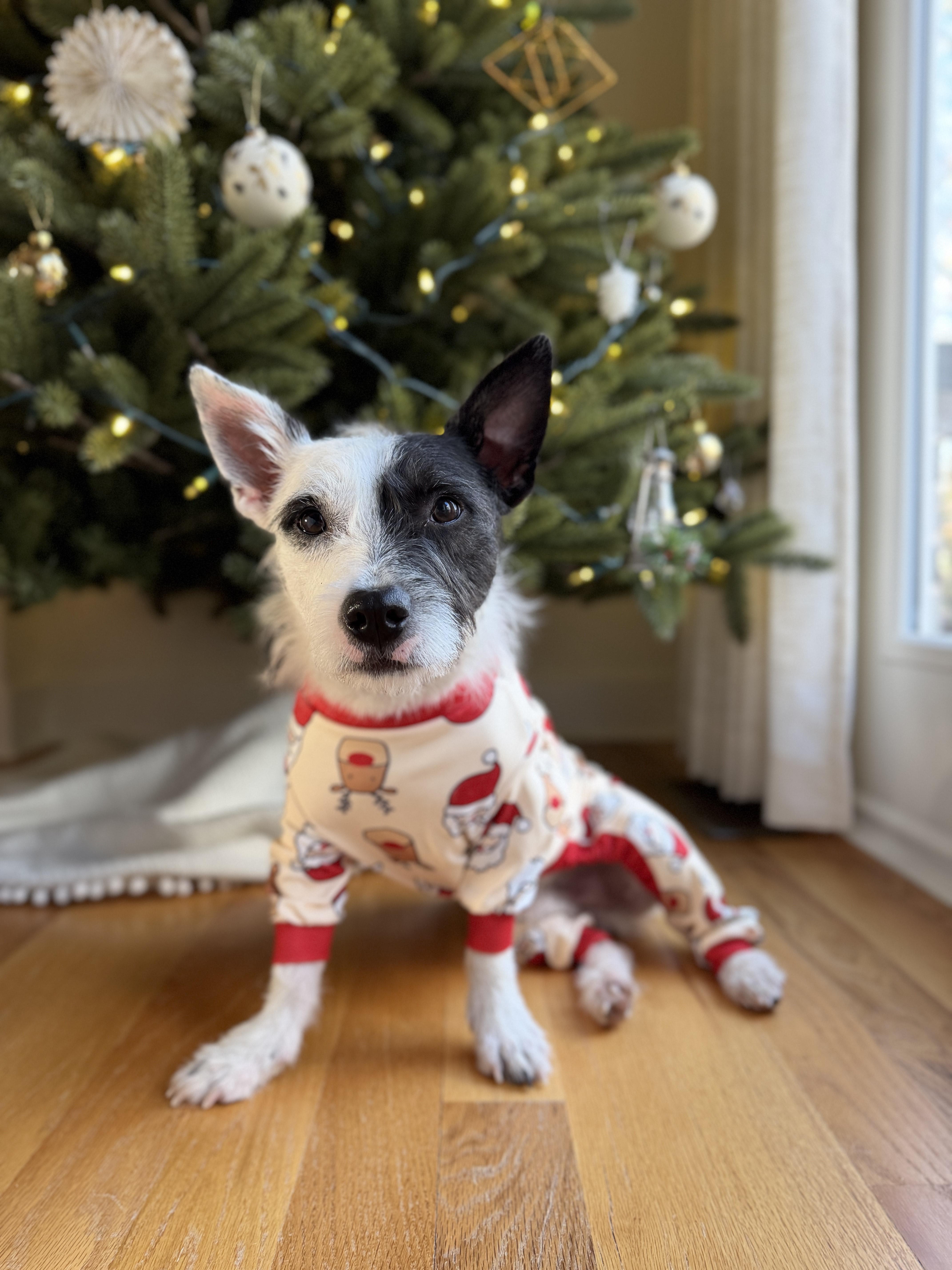 Enlarge Blake, an adopted mixed breed in Atlanta, GA image 1/5