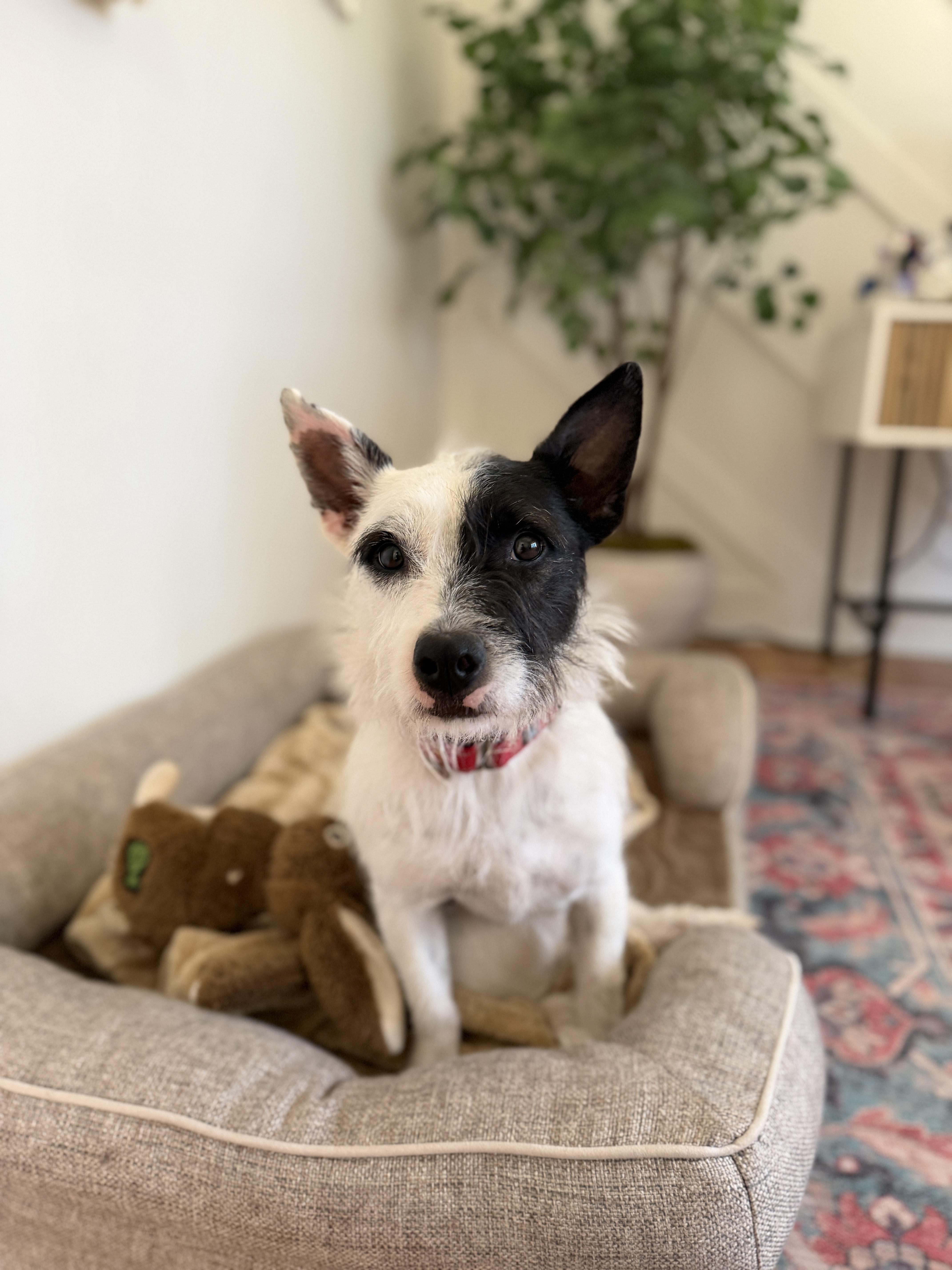 Blake, a Adoptable mixed breed in Atlanta, GA image 2/5