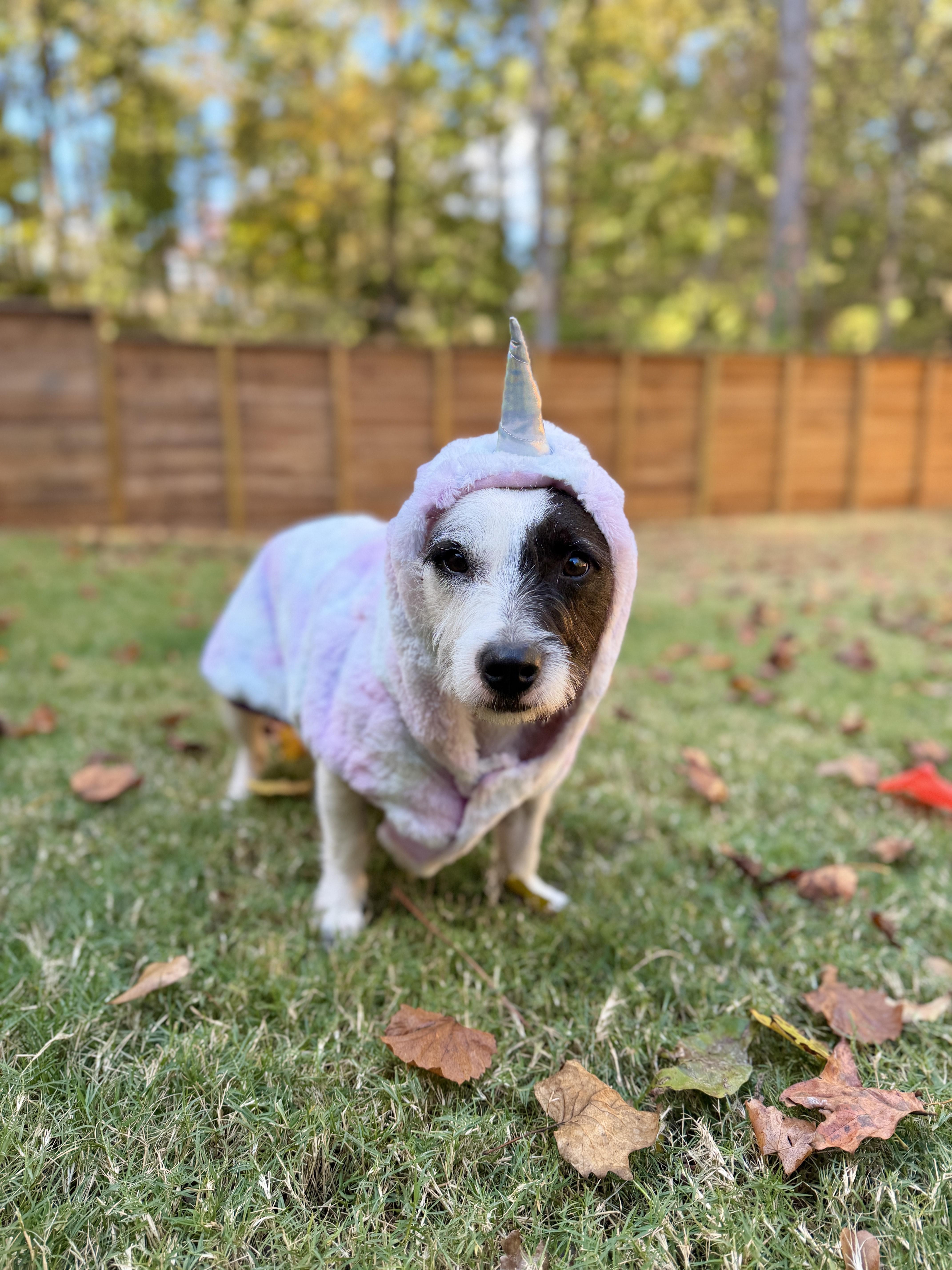 Blake, a Adoptable mixed breed in Atlanta, GA image 3/5