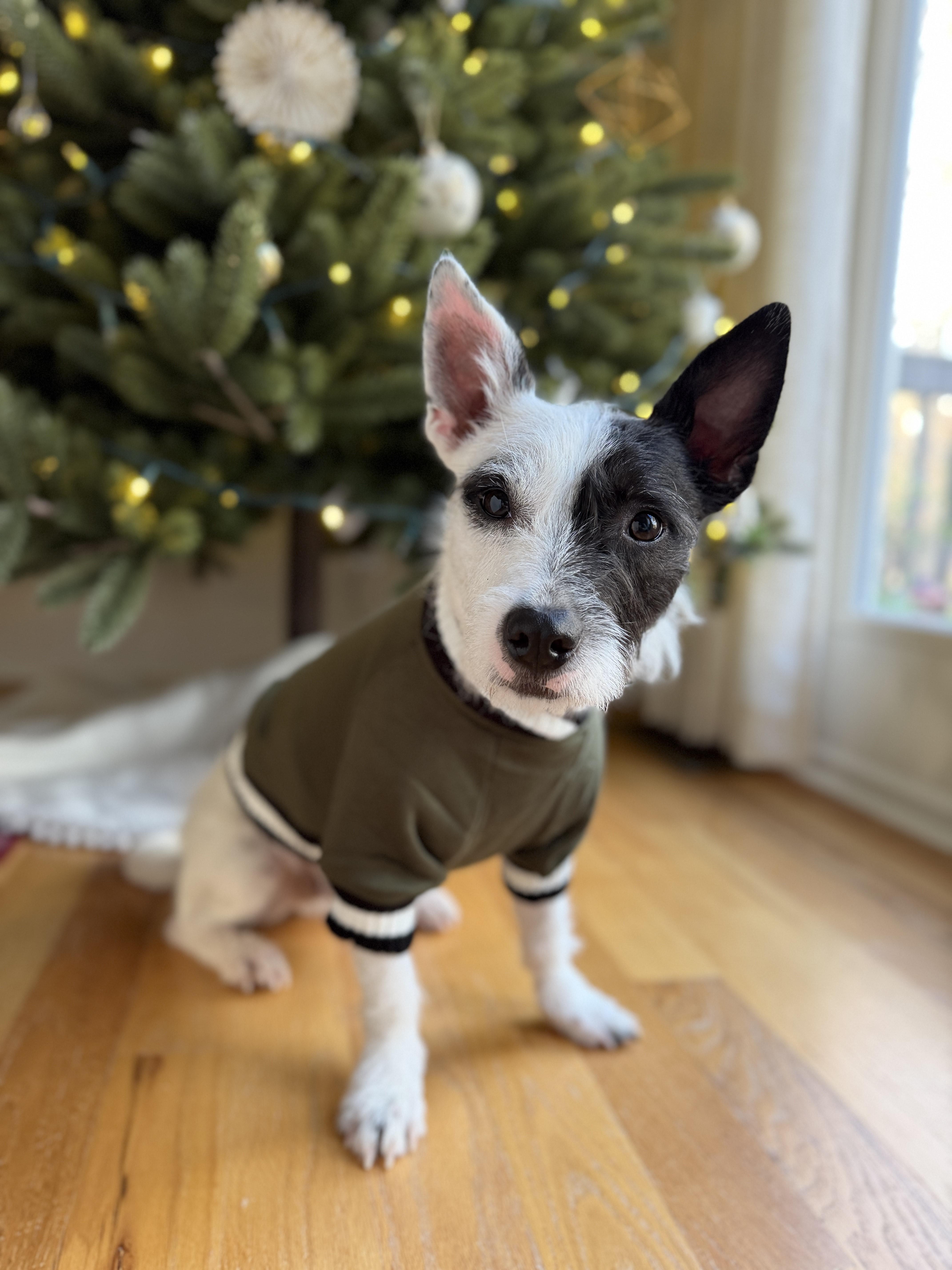 Enlarge Blake, an adopted mixed breed in Atlanta, GA image 2/5