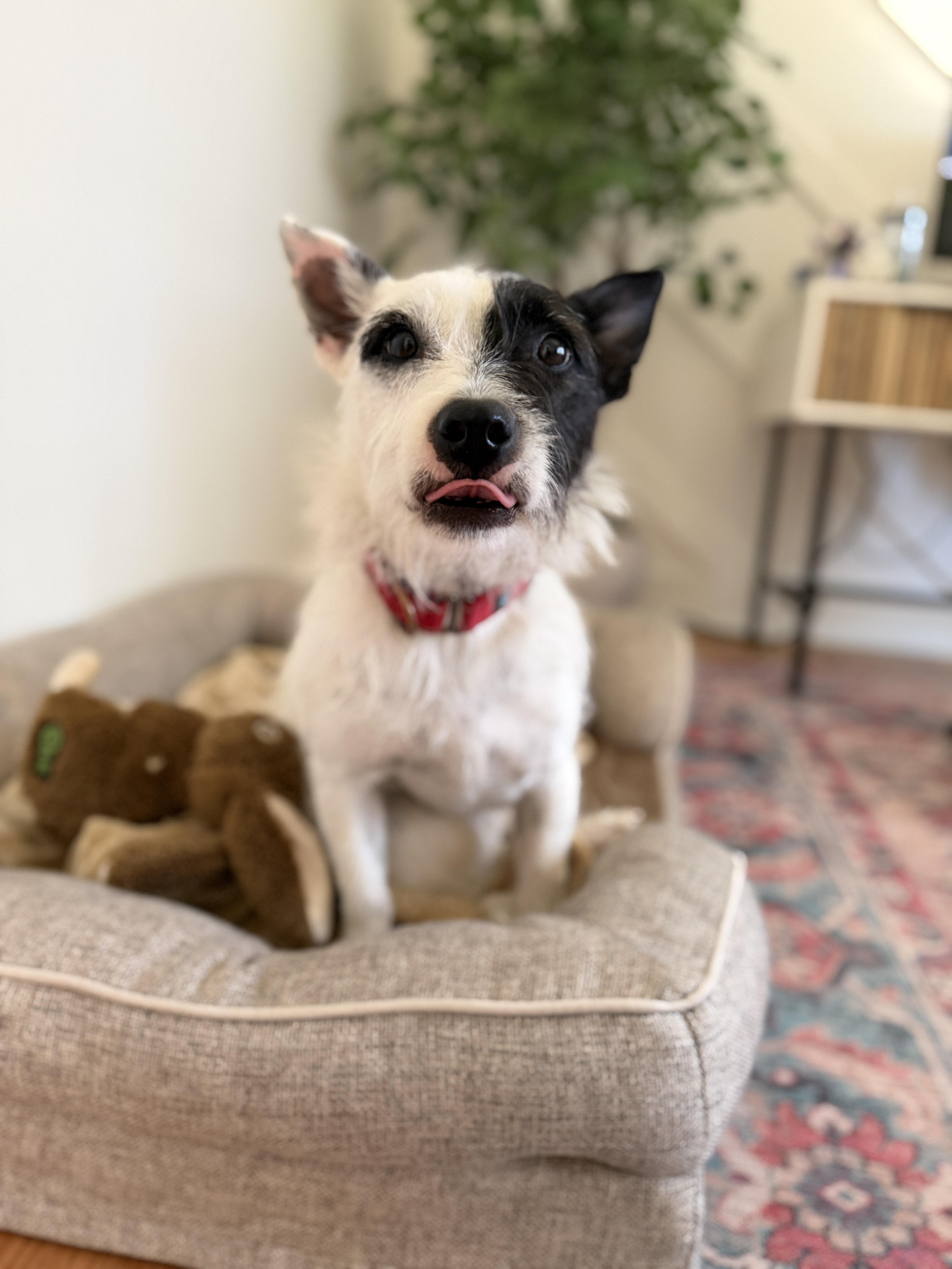 Blake, a Adoptable mixed breed in Atlanta, GA image 4/5