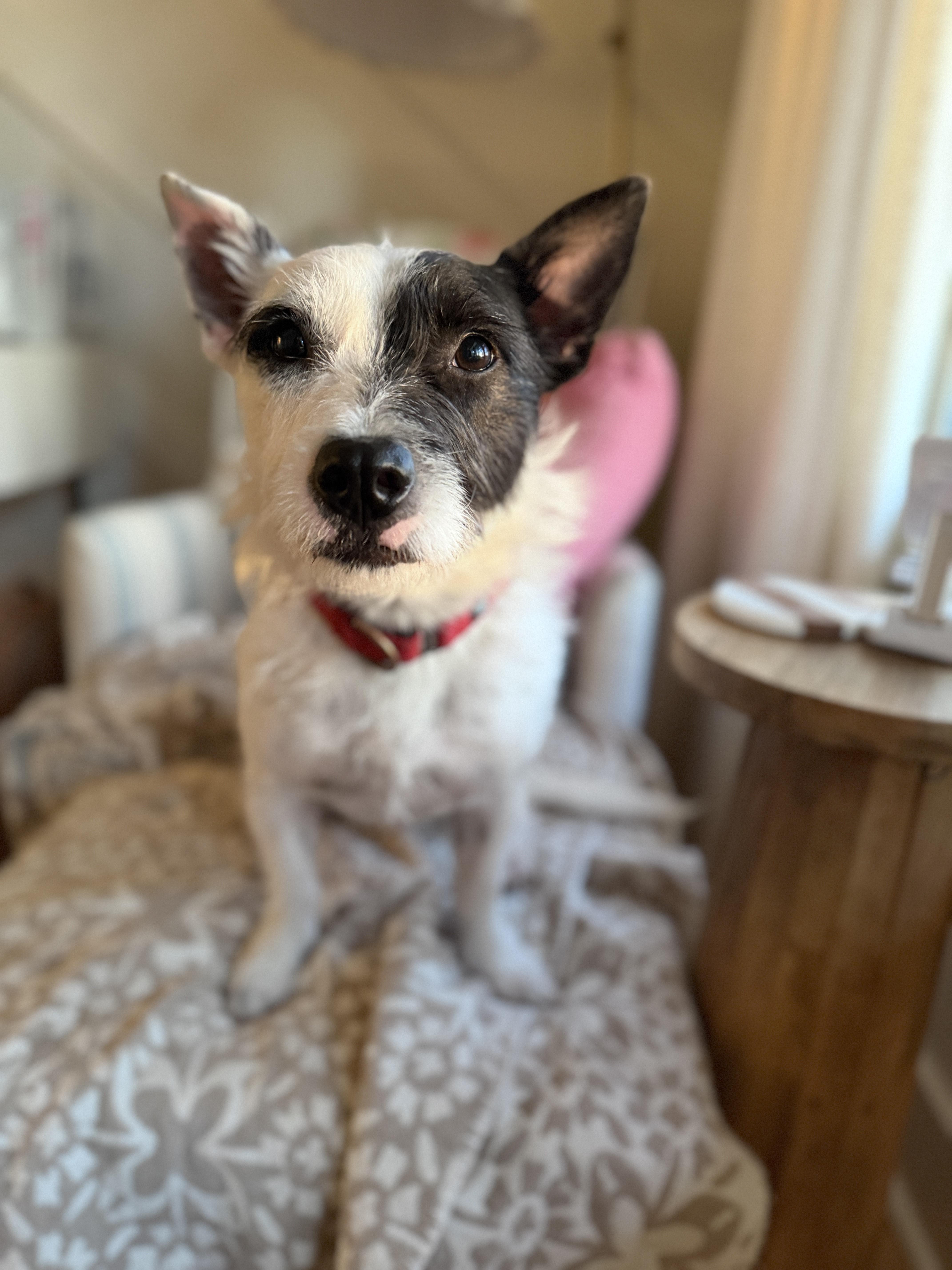 Blake, a Adoptable mixed breed in Atlanta, GA image 5/5