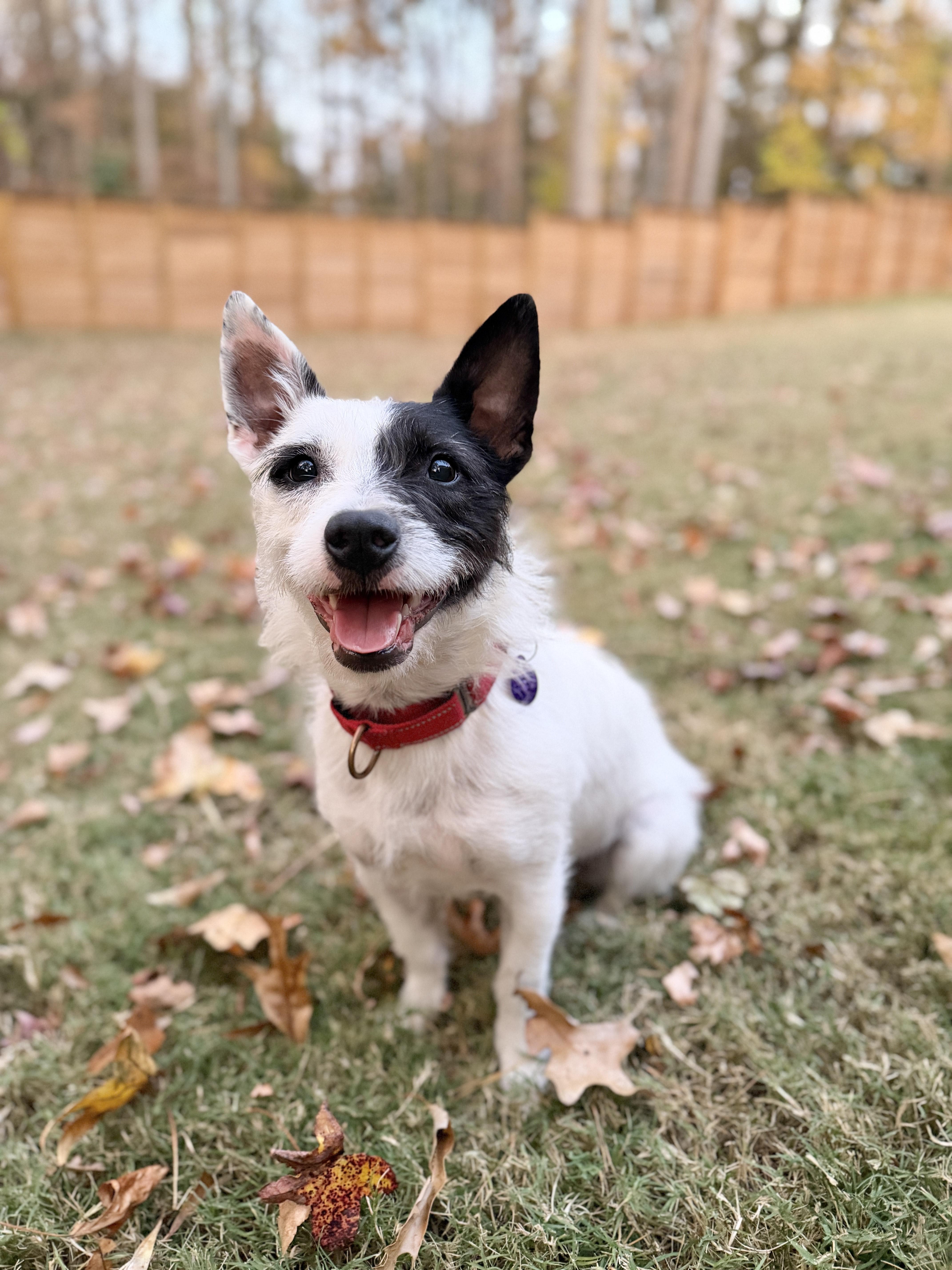 Blake, Adoptable, Young Male Australian Cattle Dog / Blue Heeler & Wirehaired Terrier.