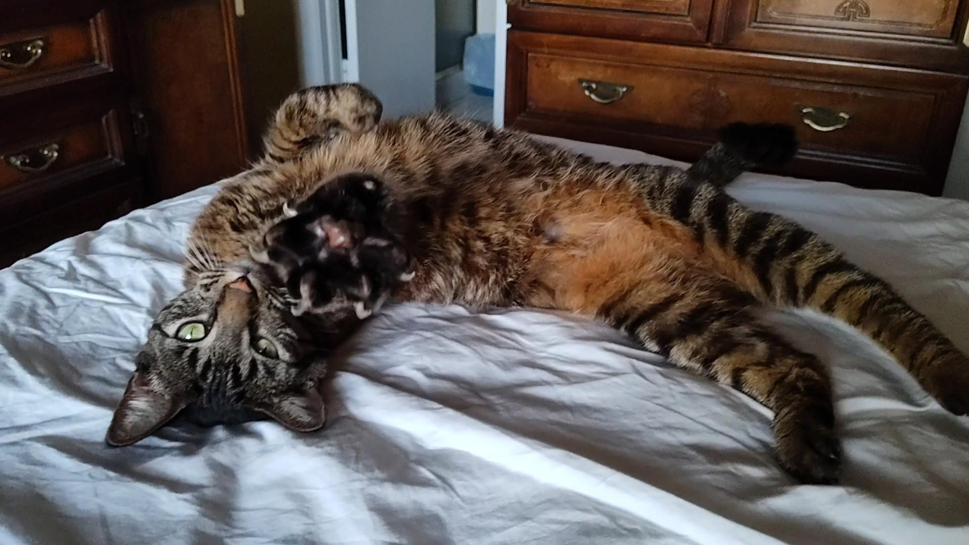 Jade, a Adopted American Shorthair in Sunrise, FL image 2/6