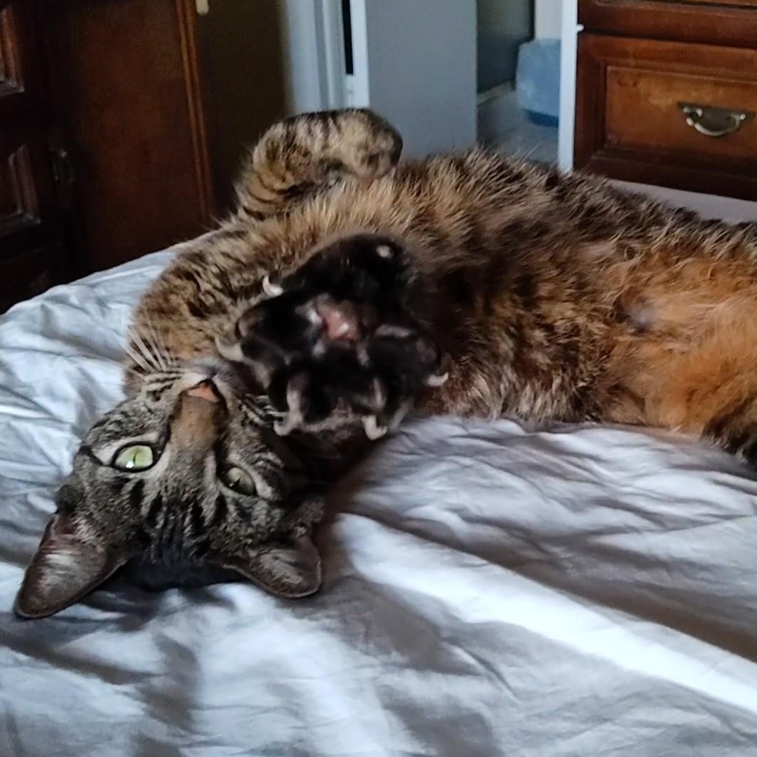 Jade, a Adopted American Shorthair in Sunrise, FL image 1/6