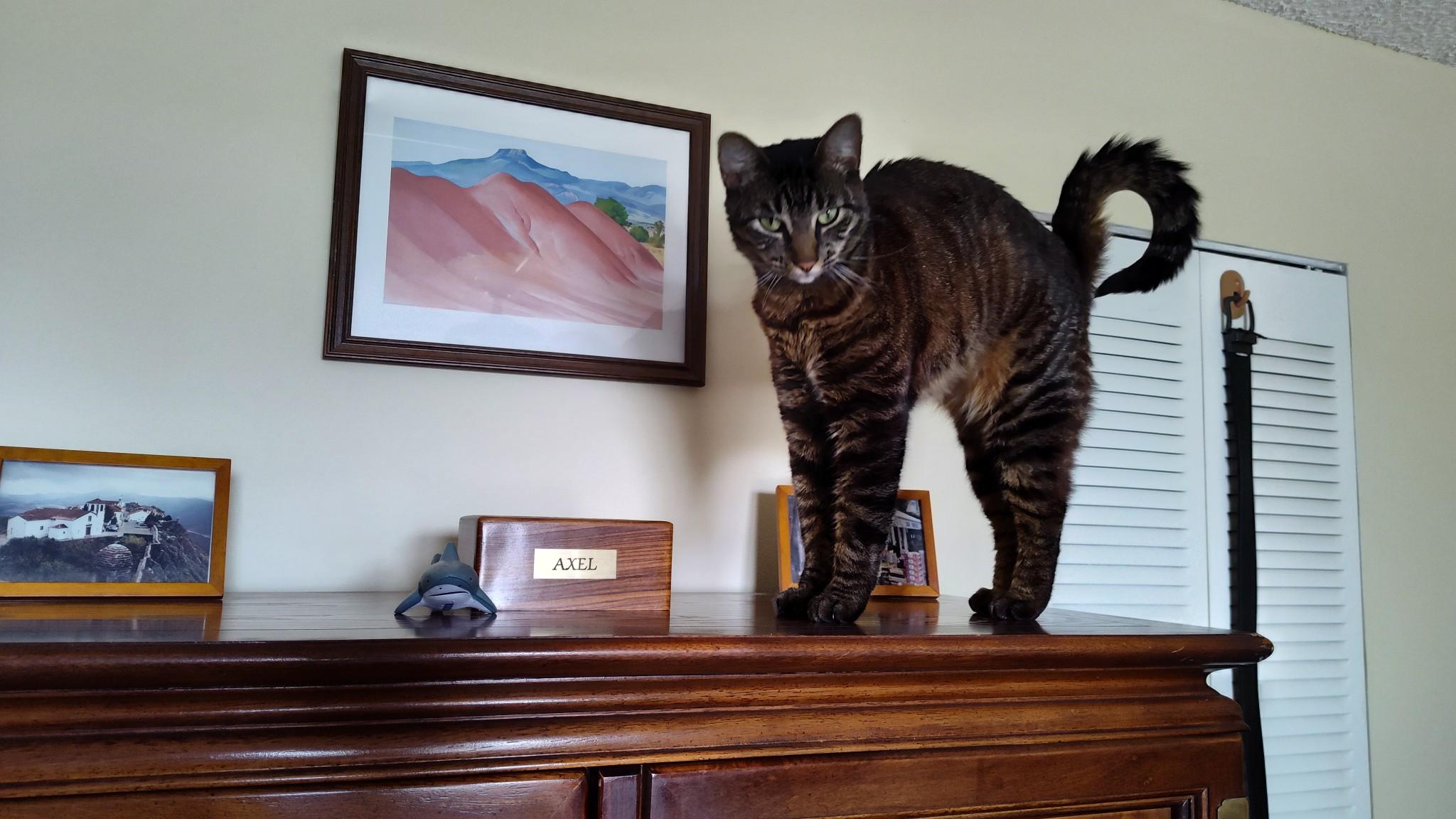 Jade, a Adopted American Shorthair in Sunrise, FL image 4/6