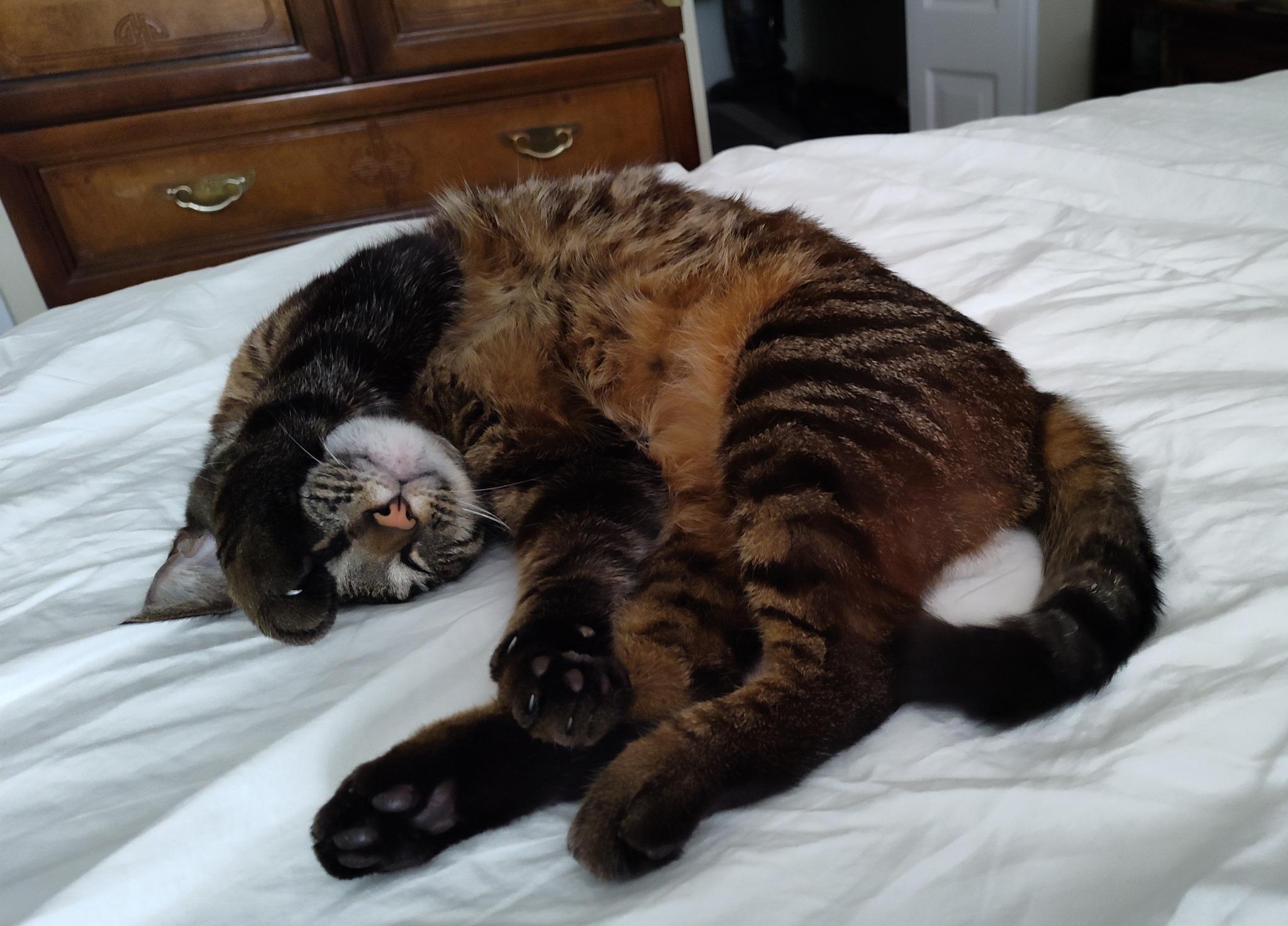 Jade, a Adopted American Shorthair in Sunrise, FL image 5/6