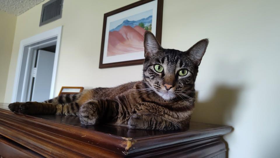 Jade, a Adopted American Shorthair in Sunrise, FL image 3/6