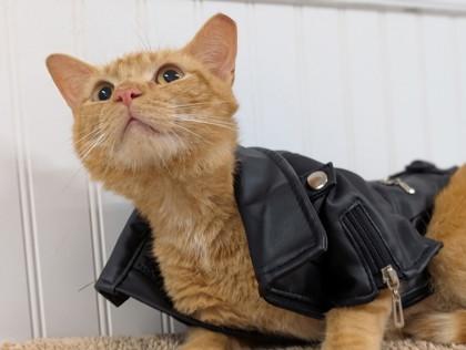 Ozzy, Adoptable, Adult Male Domestic Short Hair & Domestic Short Hair.