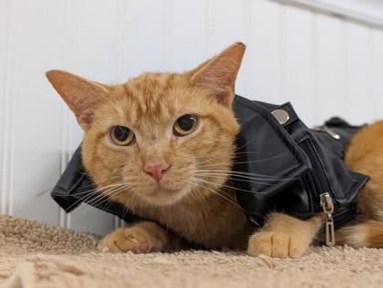 Enlarge Ozzy, a Adoptable Domestic Short Hair in Bloomsburg, PA image 2/3