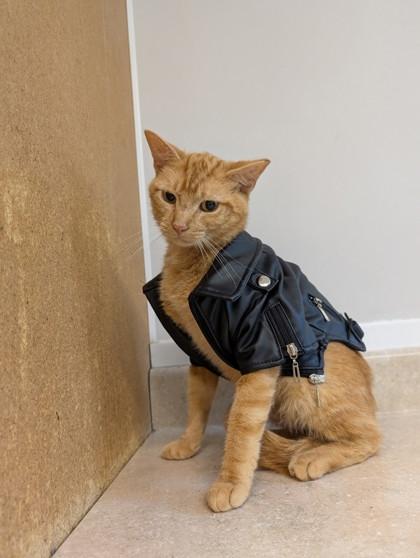 Enlarge Ozzy, a Adoptable Domestic Short Hair in Bloomsburg, PA image 3/3