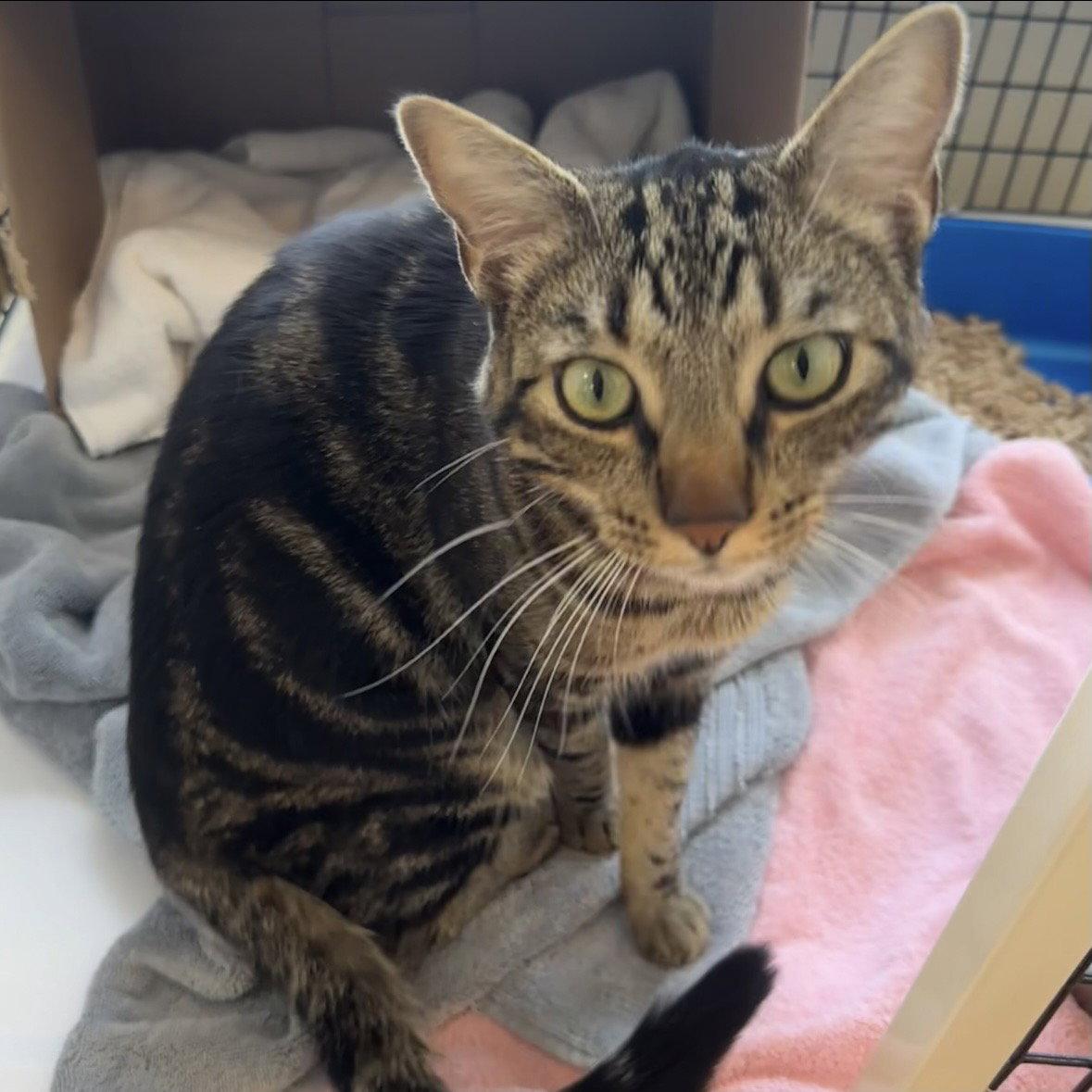 Ace, Adoptable, Adult Male Domestic Short Hair.