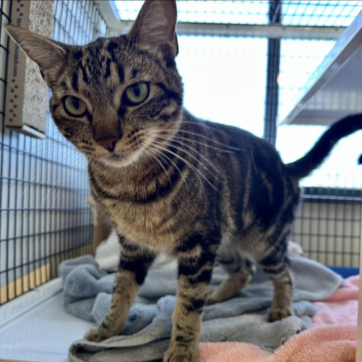 Ace, a Adoptable Domestic Short Hair in Burlingame, CA image 2/3