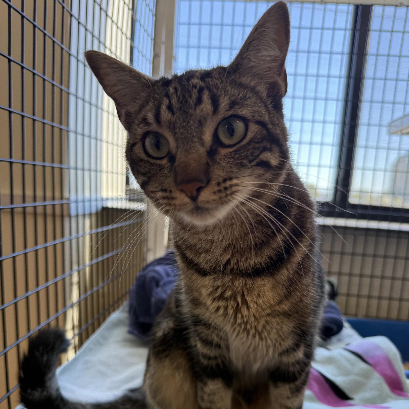 Ace, a Adoptable Domestic Short Hair in Burlingame, CA image 3/3