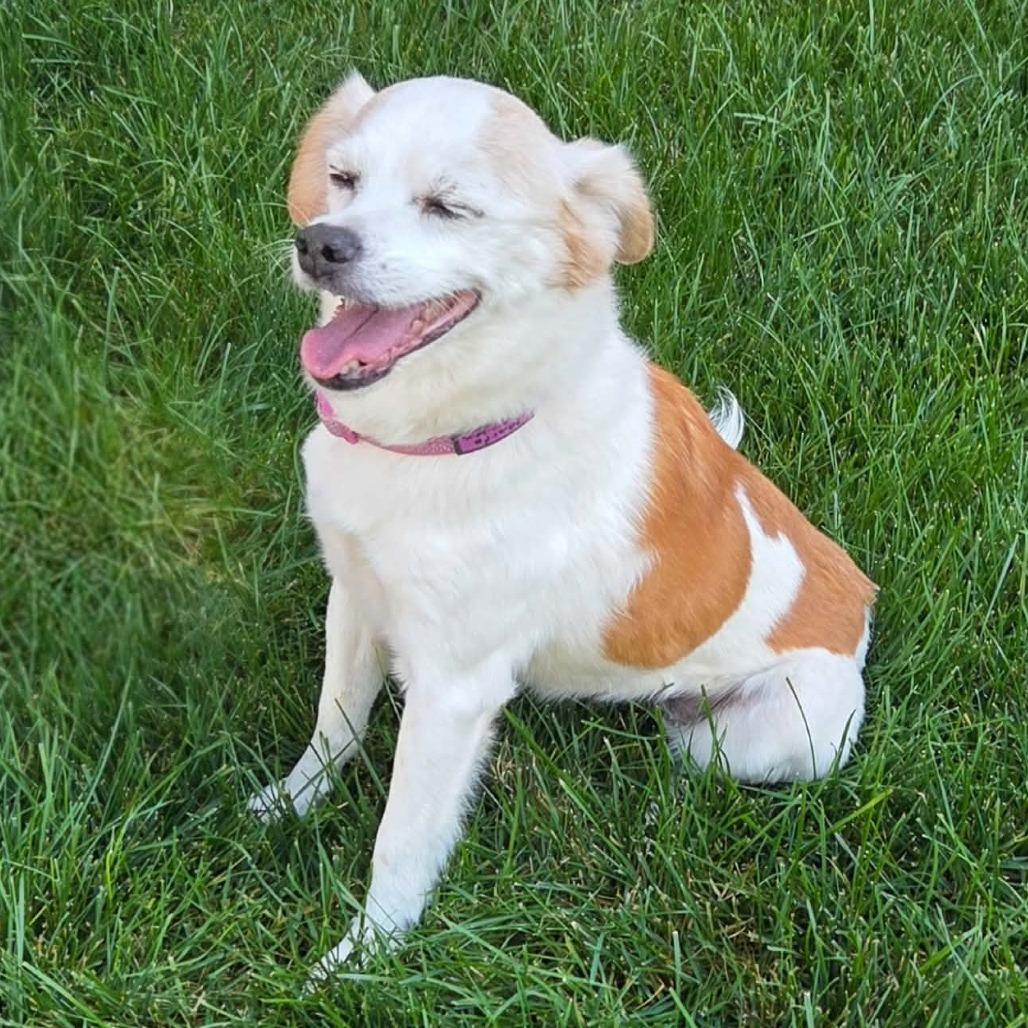 Marfa, Adoptable, Senior Female Jack Russell Terrier.