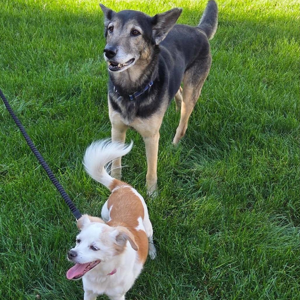 Enlarge Marfa, a Adoptable Jack Russell Terrier in Nampa, ID image 2/2