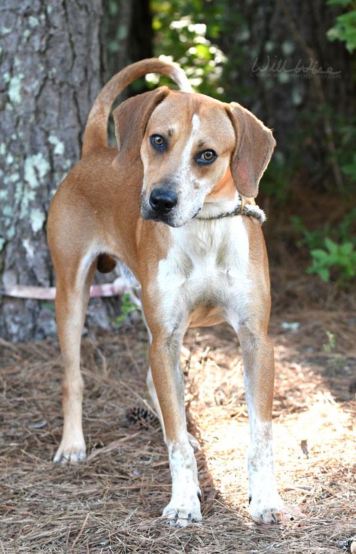 Enlarge Jimmy Row, a Adoptable Hound in Monroe, GA image 3/5
