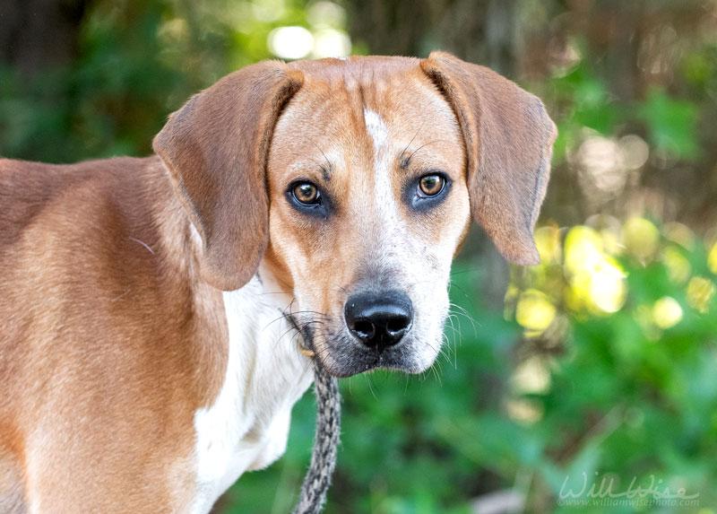 Enlarge Jimmy Row, a Adoptable Hound in Monroe, GA image 2/5