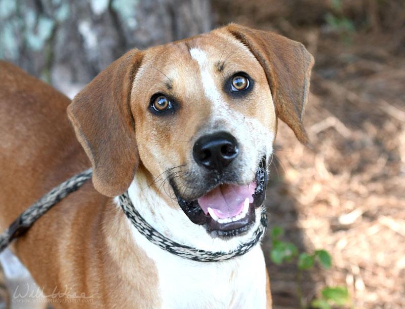 Enlarge Jimmy Row, a Adoptable Hound in Monroe, GA image 4/5