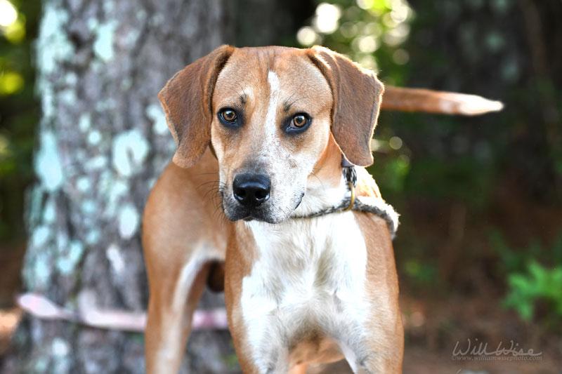 Jimmy Row, Adoptable, Adult Male Hound.