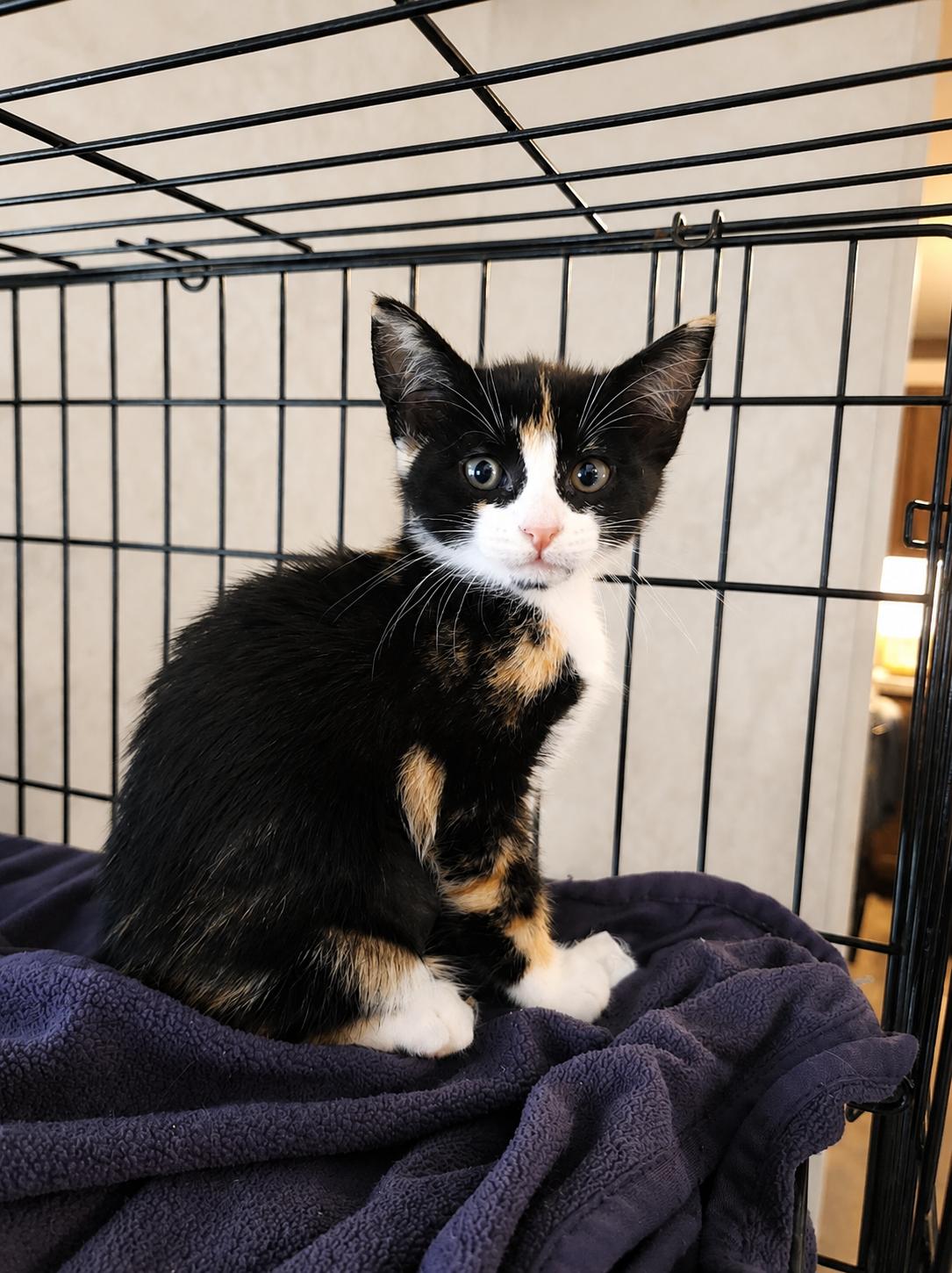 Elvira, adopted, Kitten Female American Shorthair.