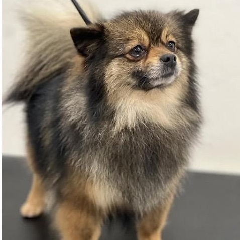 Muffin, ADOPTABLE, Adult Female Pomeranian.
