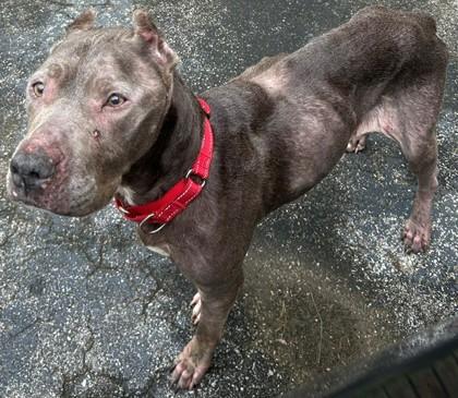 Liberty, Adoptable, Senior Female Pit Bull Terrier & Mixed Breed.