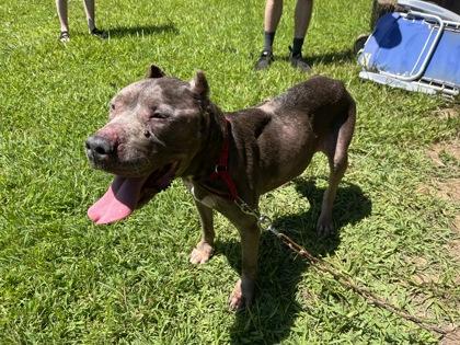 Enlarge Liberty, a Adoptable mixed breed in Blue Ridge, GA image 2/3
