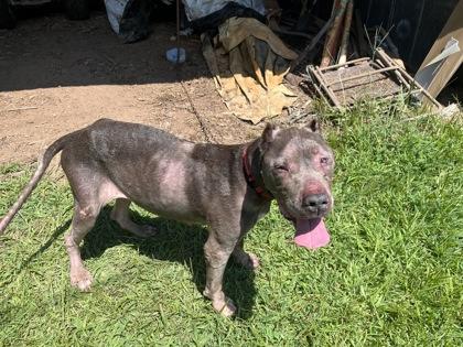 Enlarge Liberty, a Adoptable mixed breed in Blue Ridge, GA image 3/3