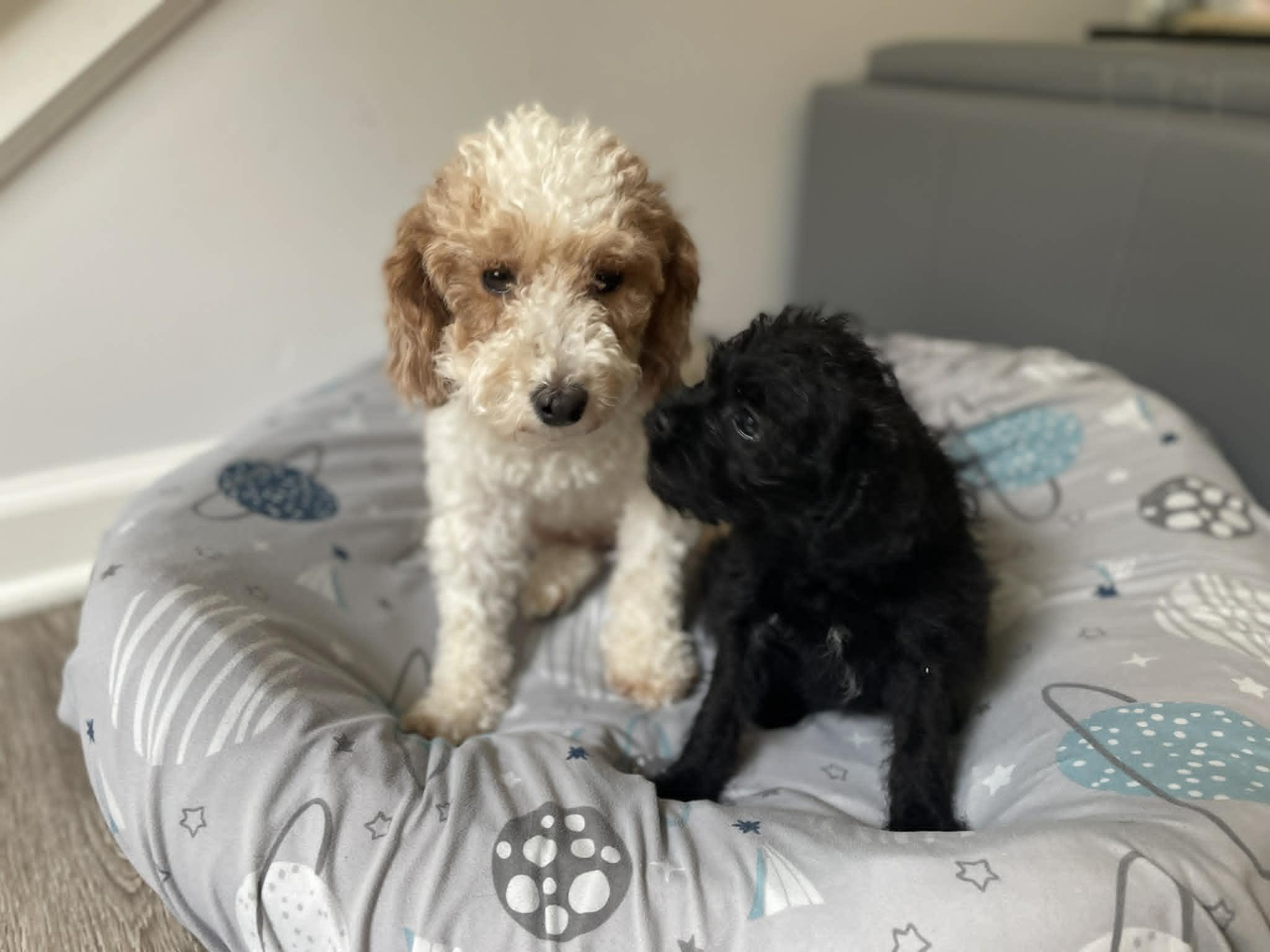 Enlarge Victoria (Tori), a ADOPTABLE mixed breed in Ellicott City, MD image 2/6