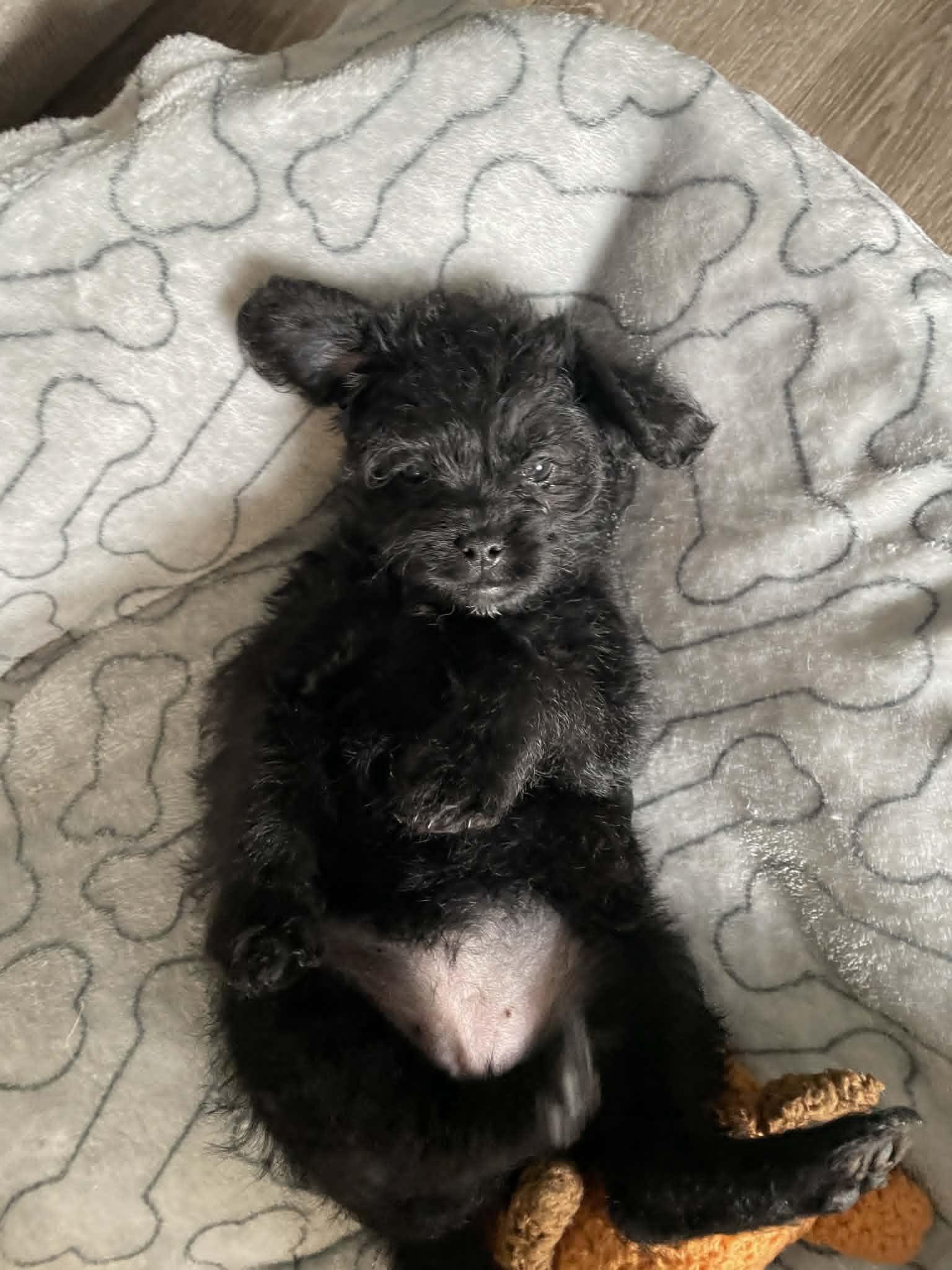 Enlarge Victoria (Tori), a ADOPTABLE mixed breed in Ellicott City, MD image 4/6