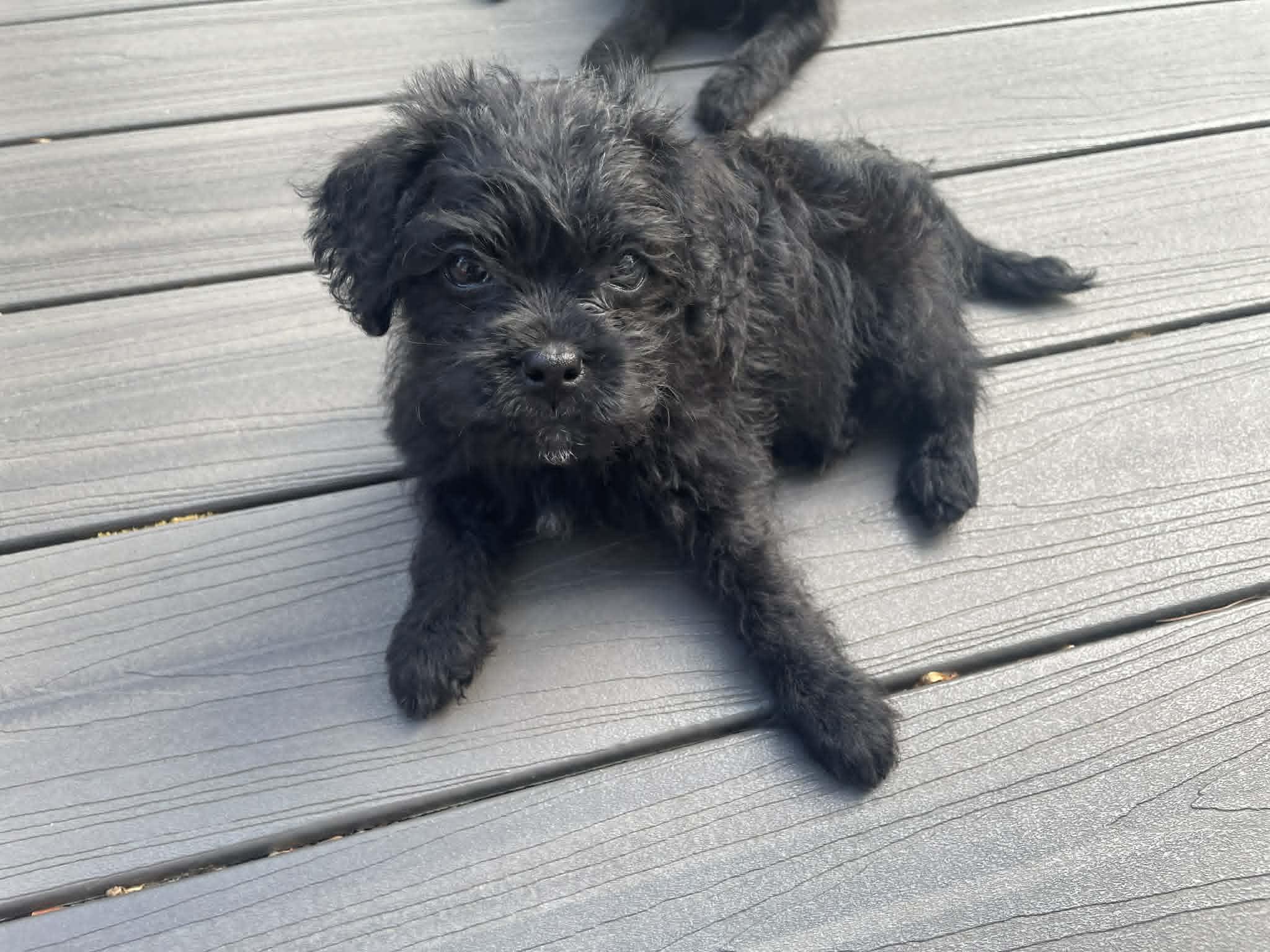 Victoria (Tori), ADOPTABLE, Puppy Female Poodle & Mixed Breed.