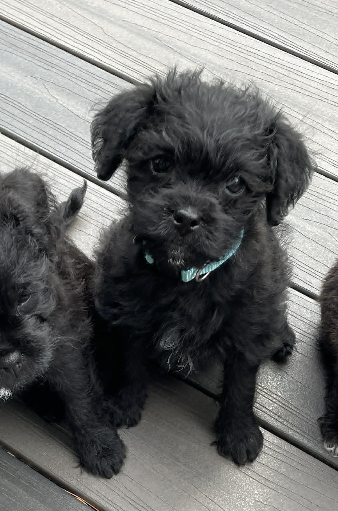 Enlarge Victoria (Tori), a ADOPTABLE mixed breed in Ellicott City, MD image 5/6