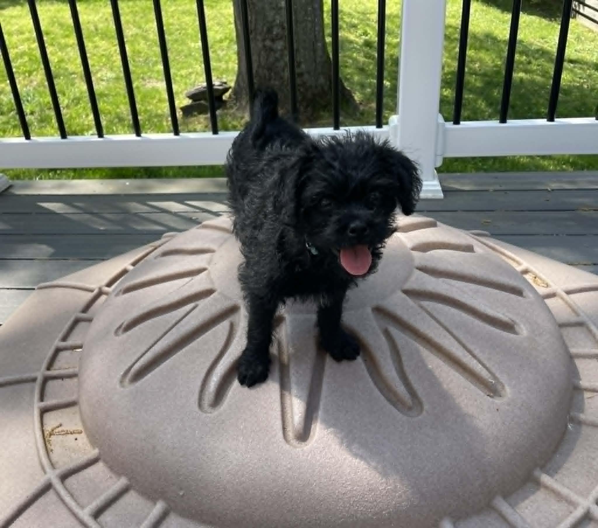 Enlarge Victoria (Tori), a ADOPTABLE mixed breed in Ellicott City, MD image 3/6