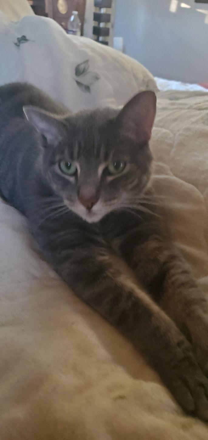 Abner - COURTESY POST, Adoptable, Adult Male Domestic Short Hair & Tabby.