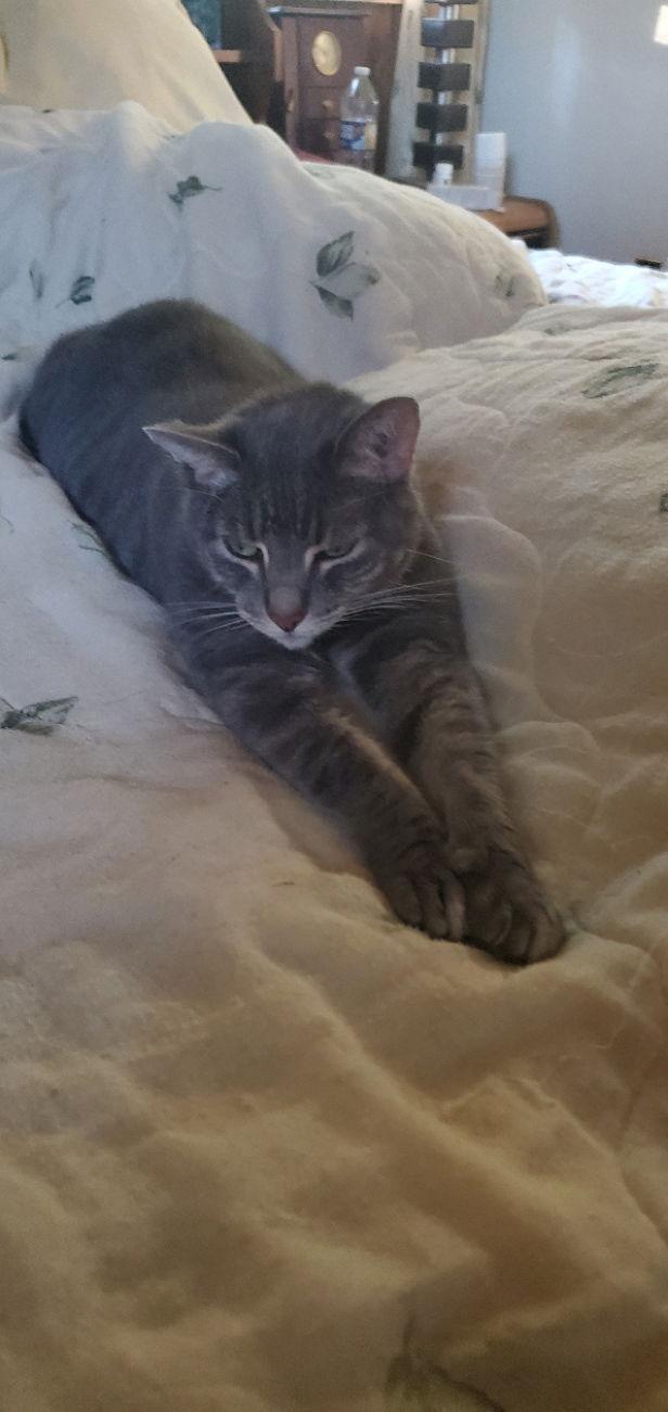 Enlarge Abner - COURTESY POST, a Adoptable mixed breed in Spring City, PA image 2/3