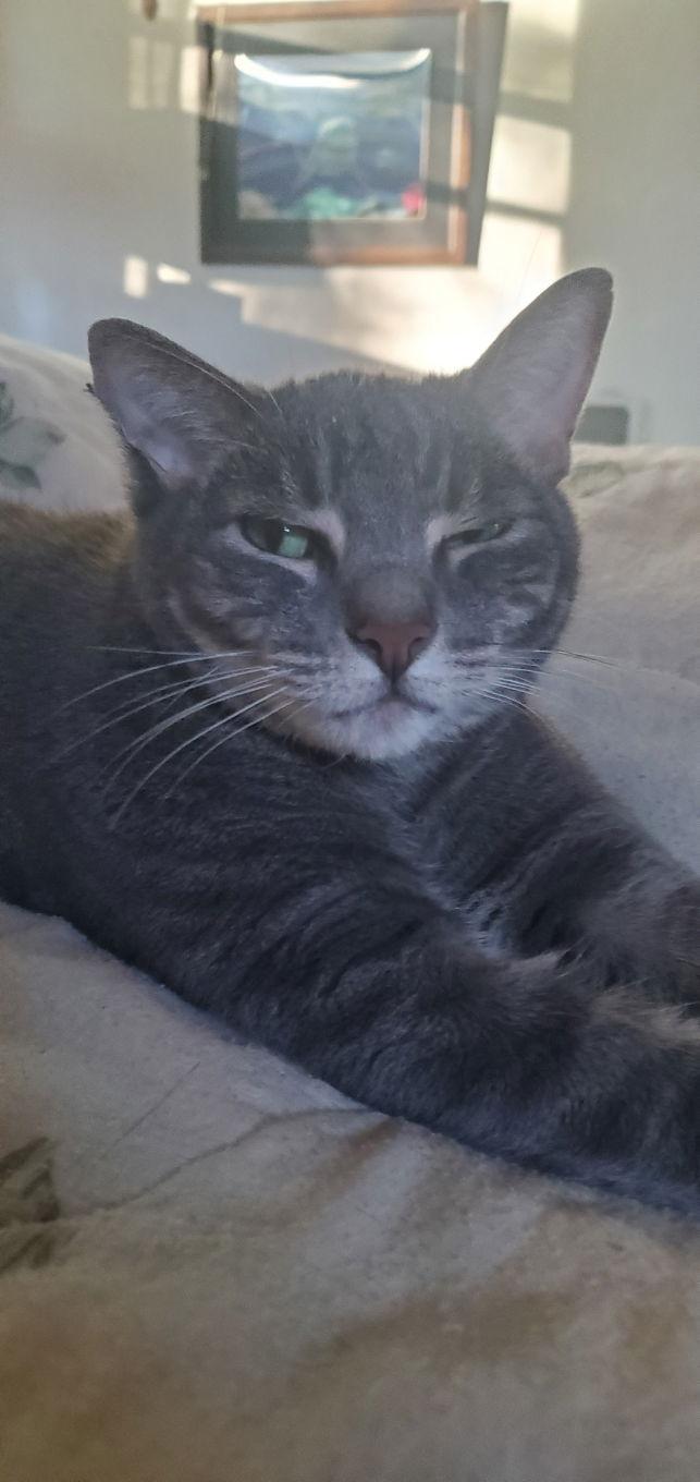 Enlarge Abner - COURTESY POST, a Adoptable mixed breed in Spring City, PA image 3/3