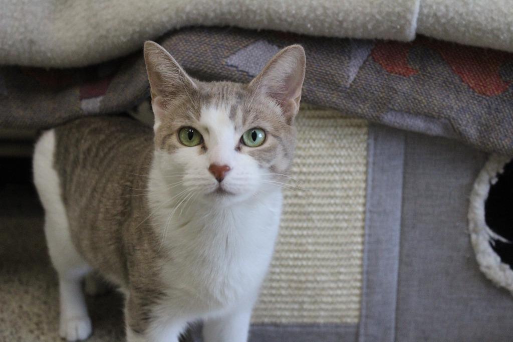 Enlarge Operation Ranch Hand, a ADOPTABLE Domestic Short Hair in Chestertown, MD image 1/4